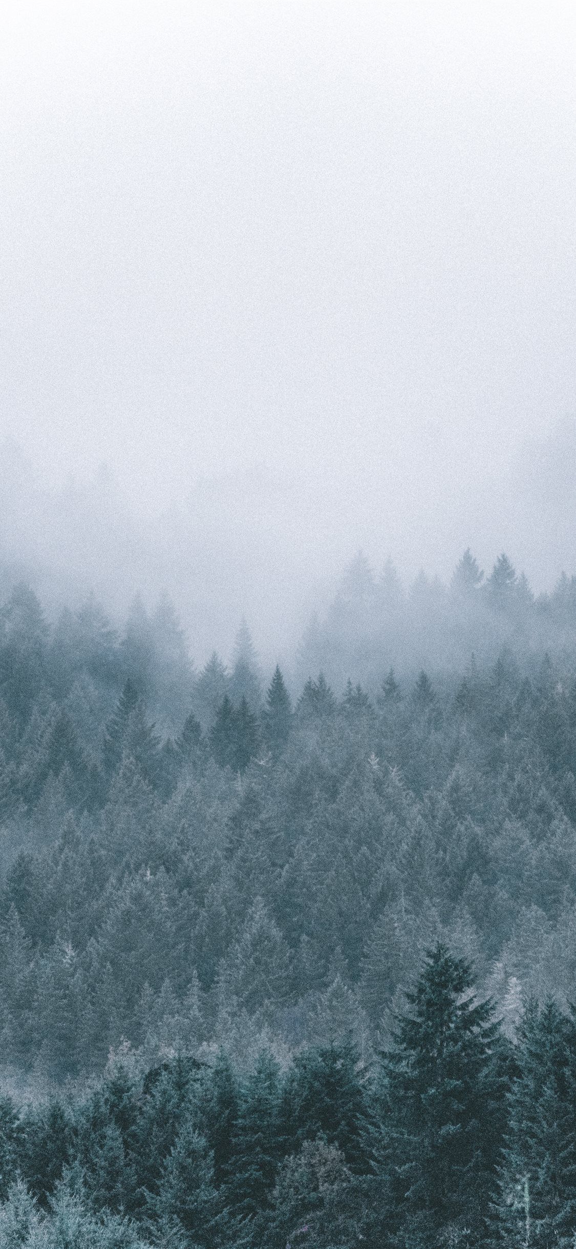 A man riding his bicycle through the fog - Foggy forest