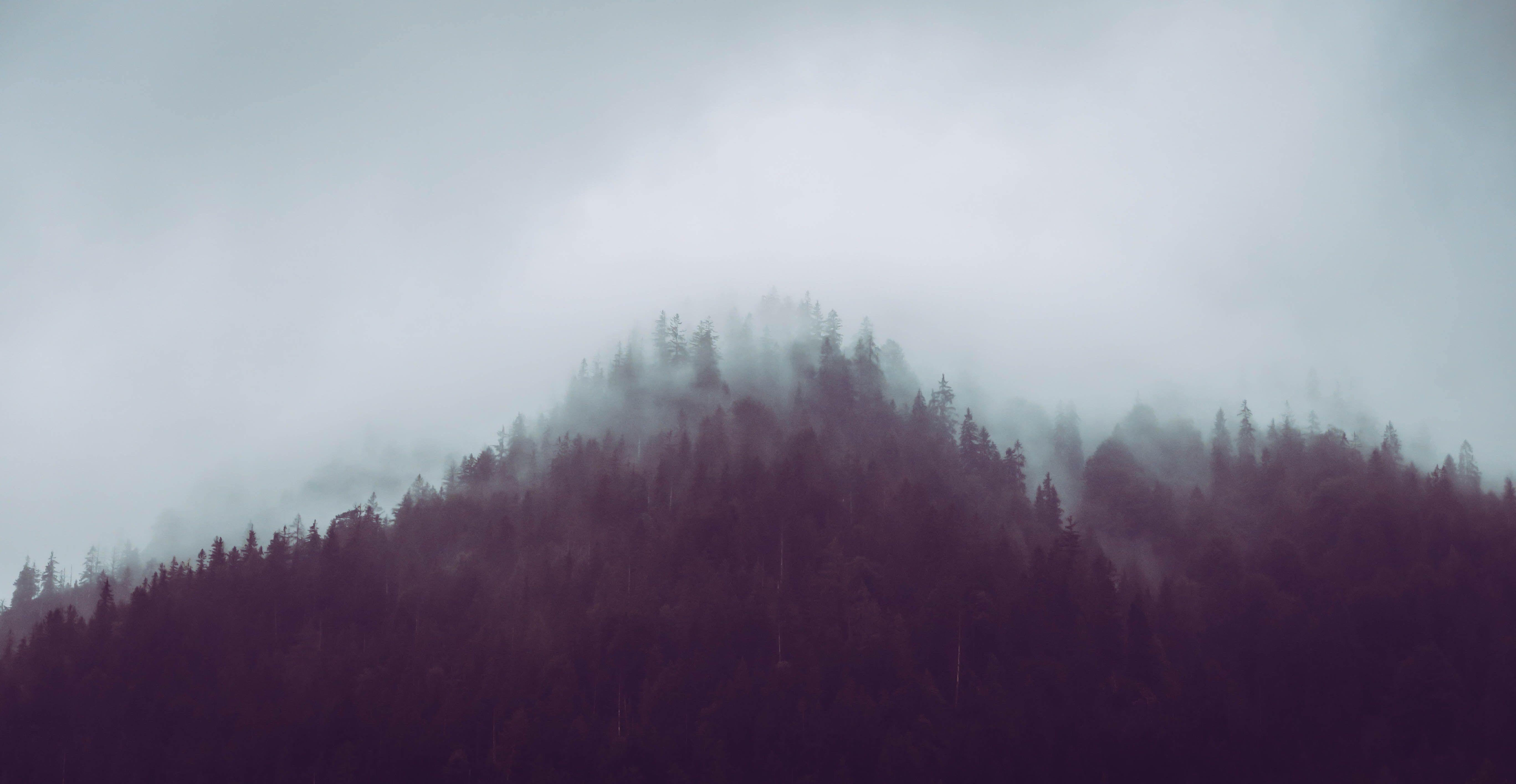 A foggy forest with a mountain in the background. - Foggy forest