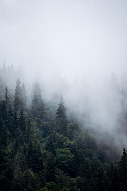 A forest covered in fog - Foggy forest