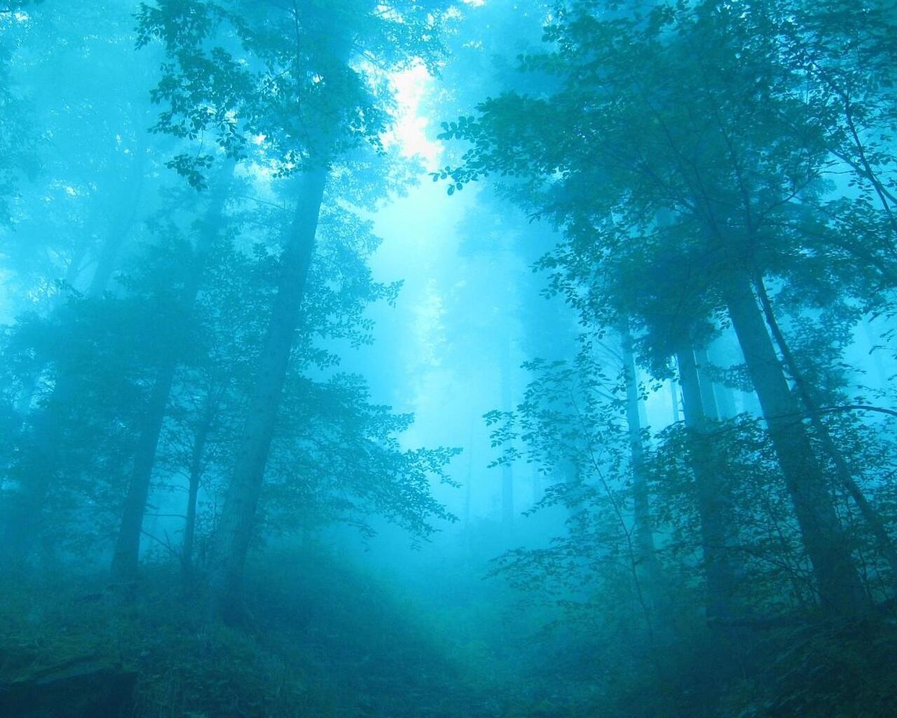 A blue forest with trees and fog - Foggy forest