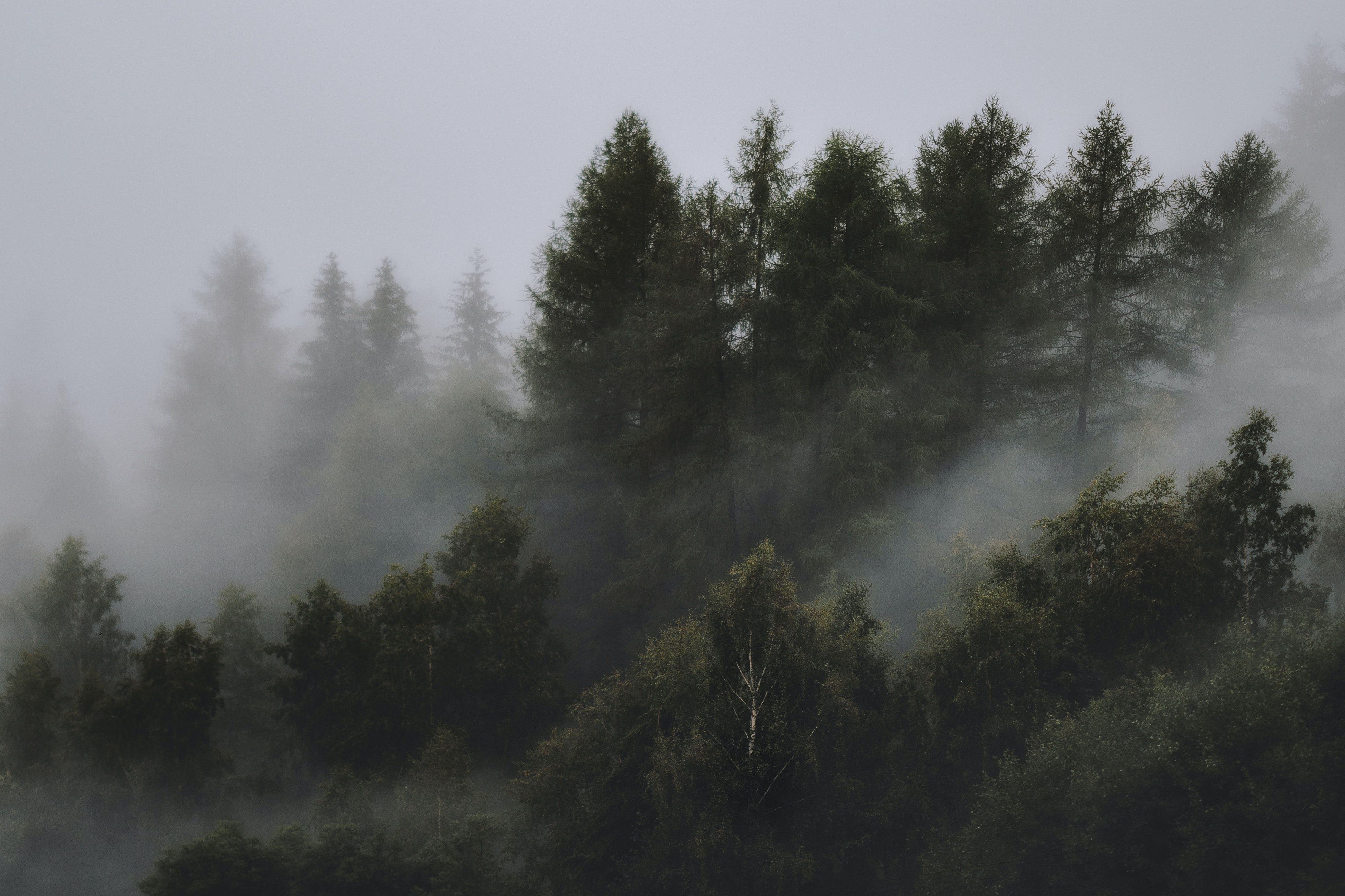 A forest of trees with fog surrounding them. - Foggy forest