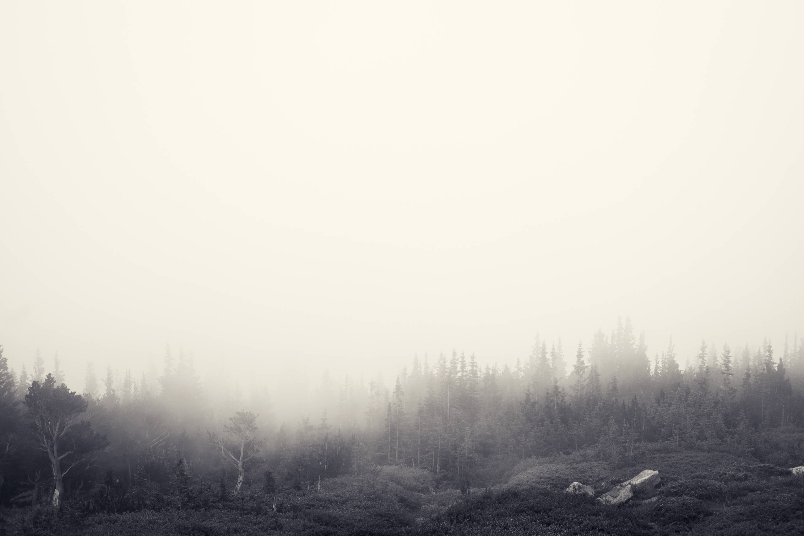 A black and white photo of fog in the forest - Foggy forest