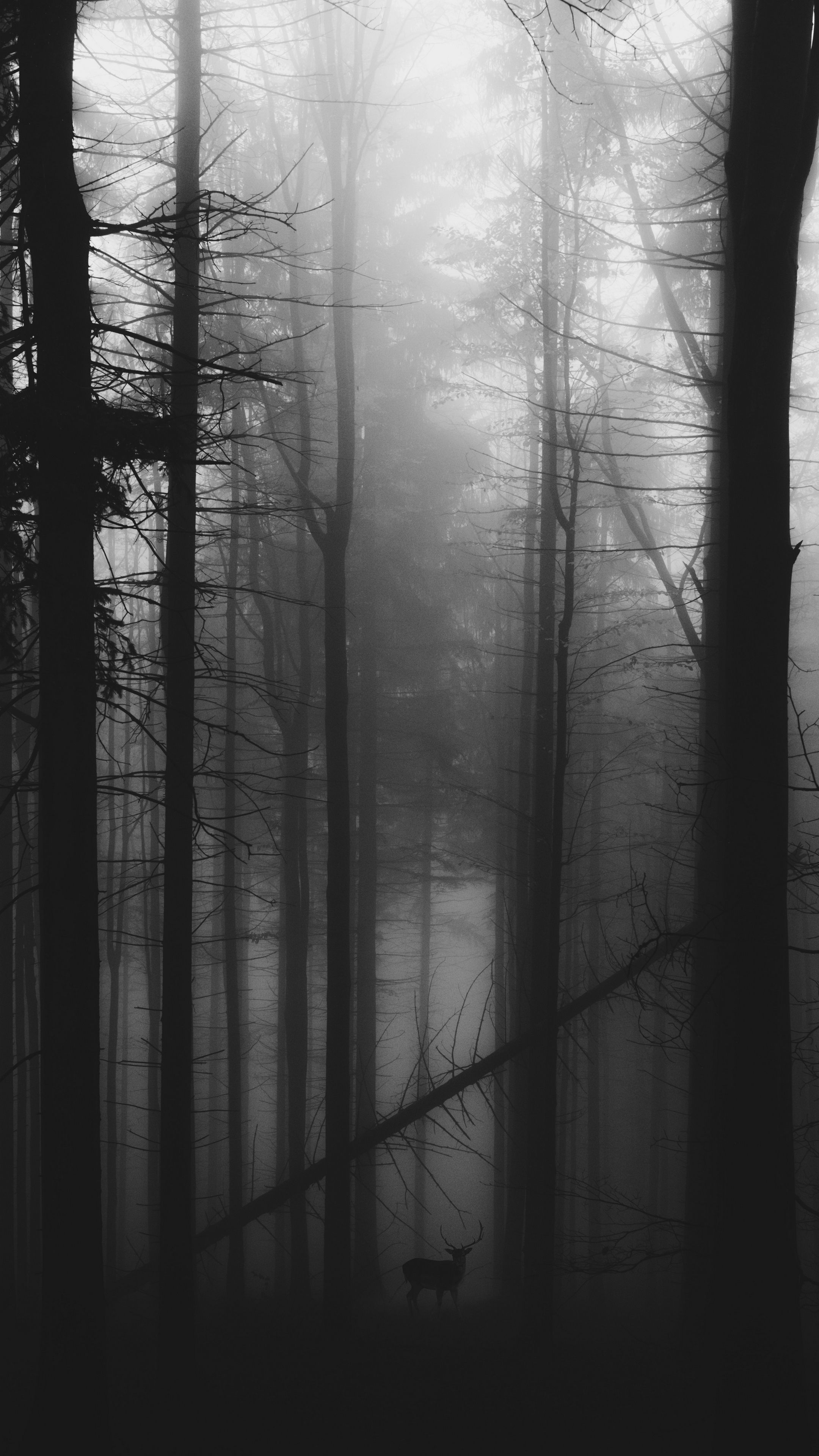 A black and white photo of some trees - Foggy forest