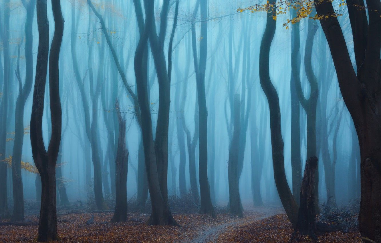A blue forest with trees and leaves - Foggy forest