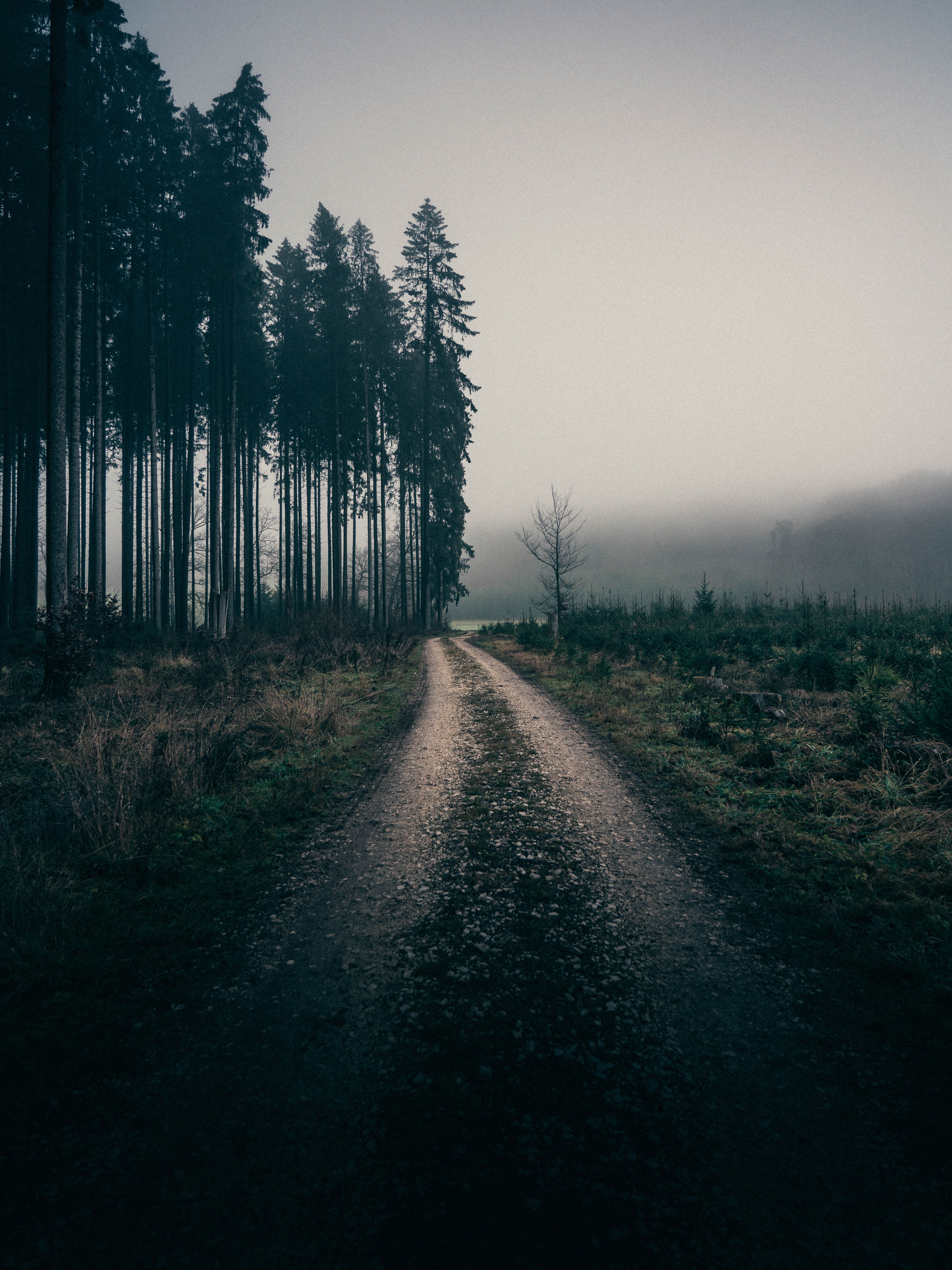 A foggy, dirt road surrounded by trees. - Foggy forest, fog