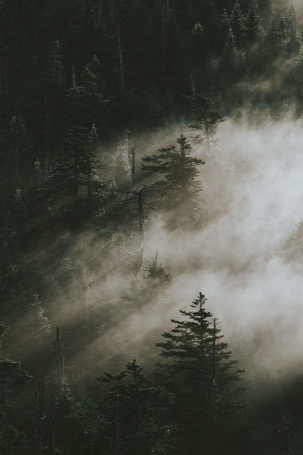 A plane flying over the top of some trees - Foggy forest