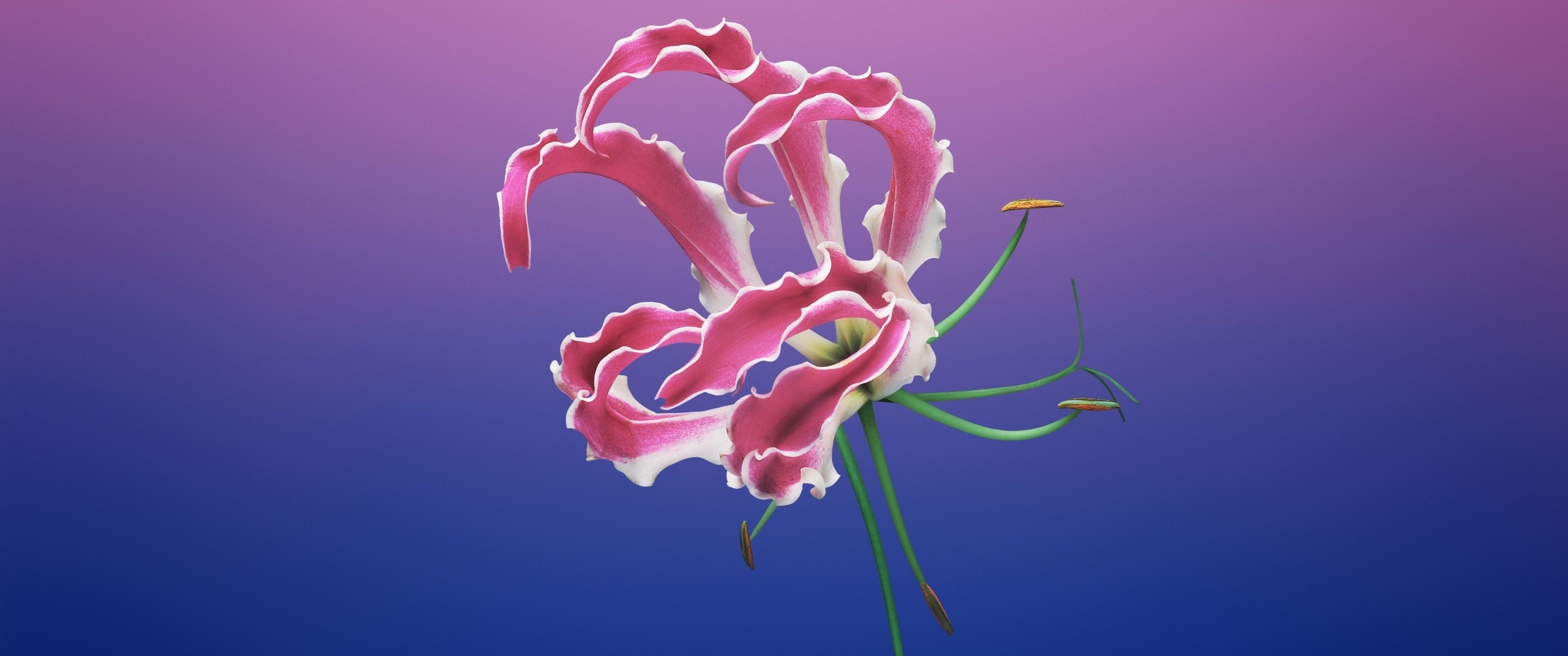 A pink and white flower on a purple and blue background - 3440x1440