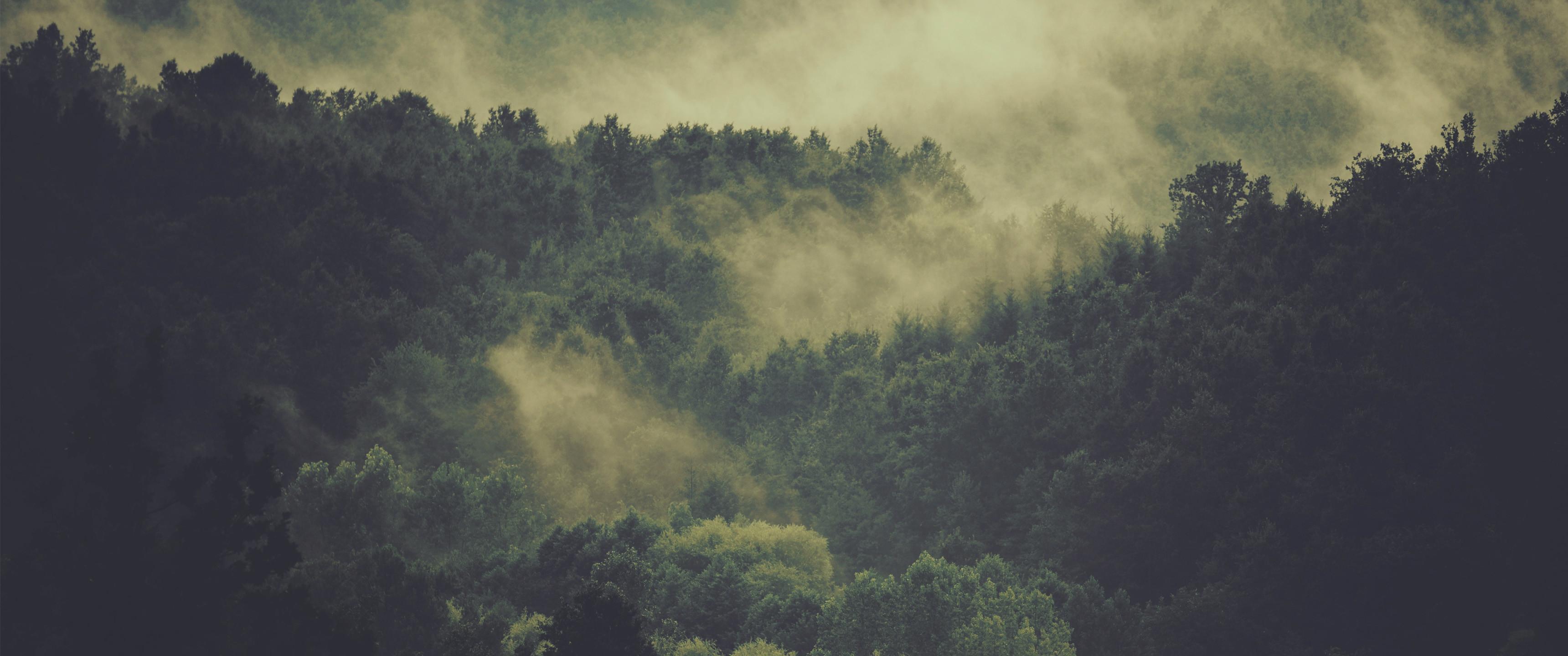 A forest of trees with misty clouds - 3440x1440