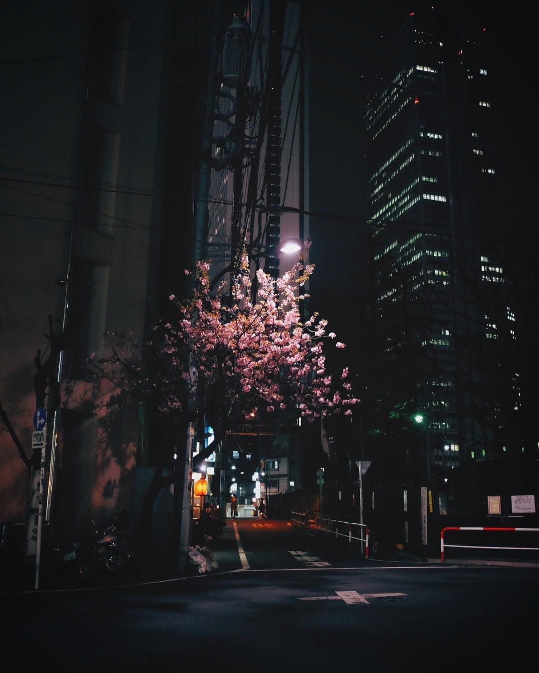 A tree with pink flowers stands in the middle of a city street at night. - Anime city