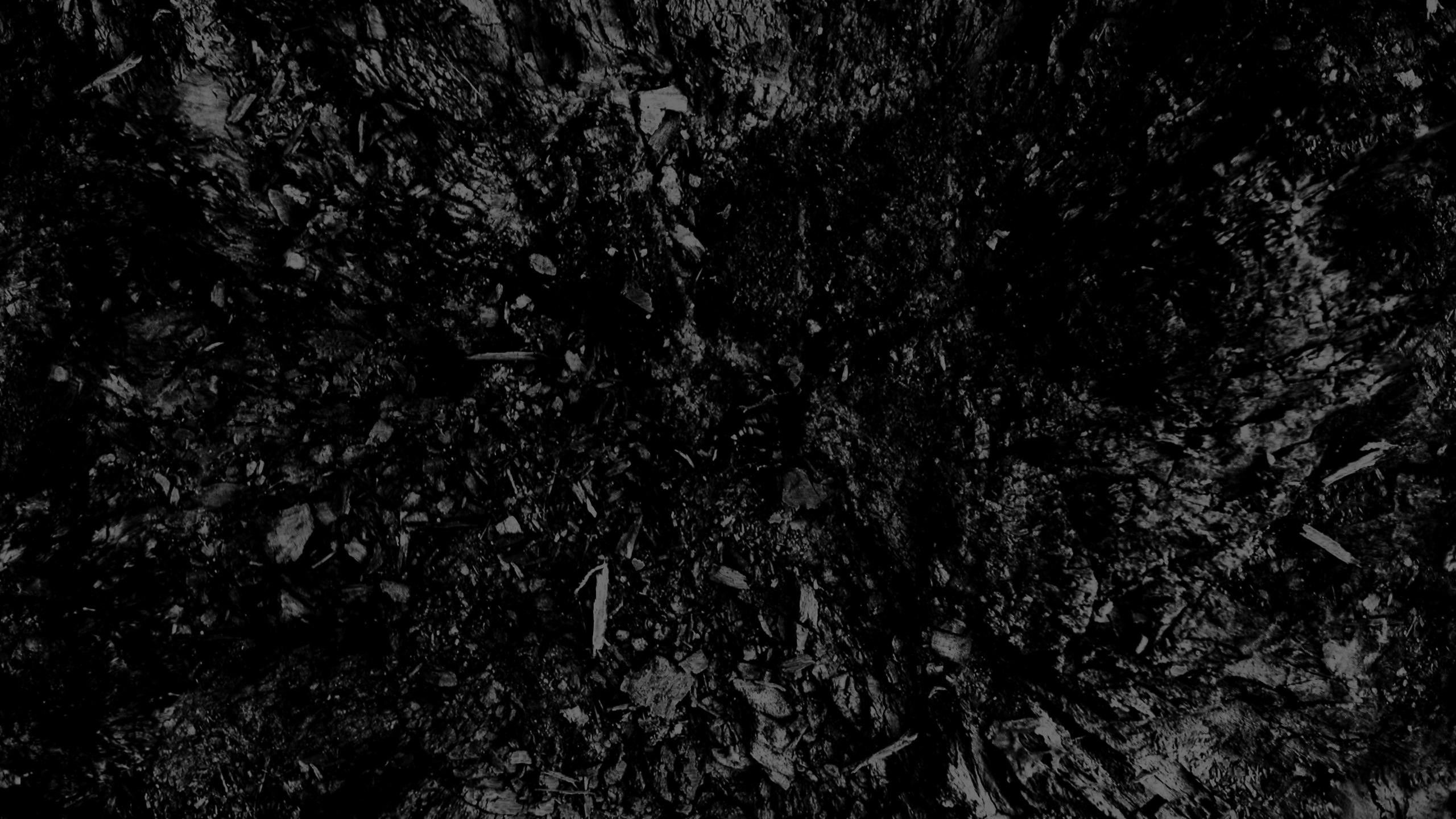 A black and white photo of a forest. - 2560x1440