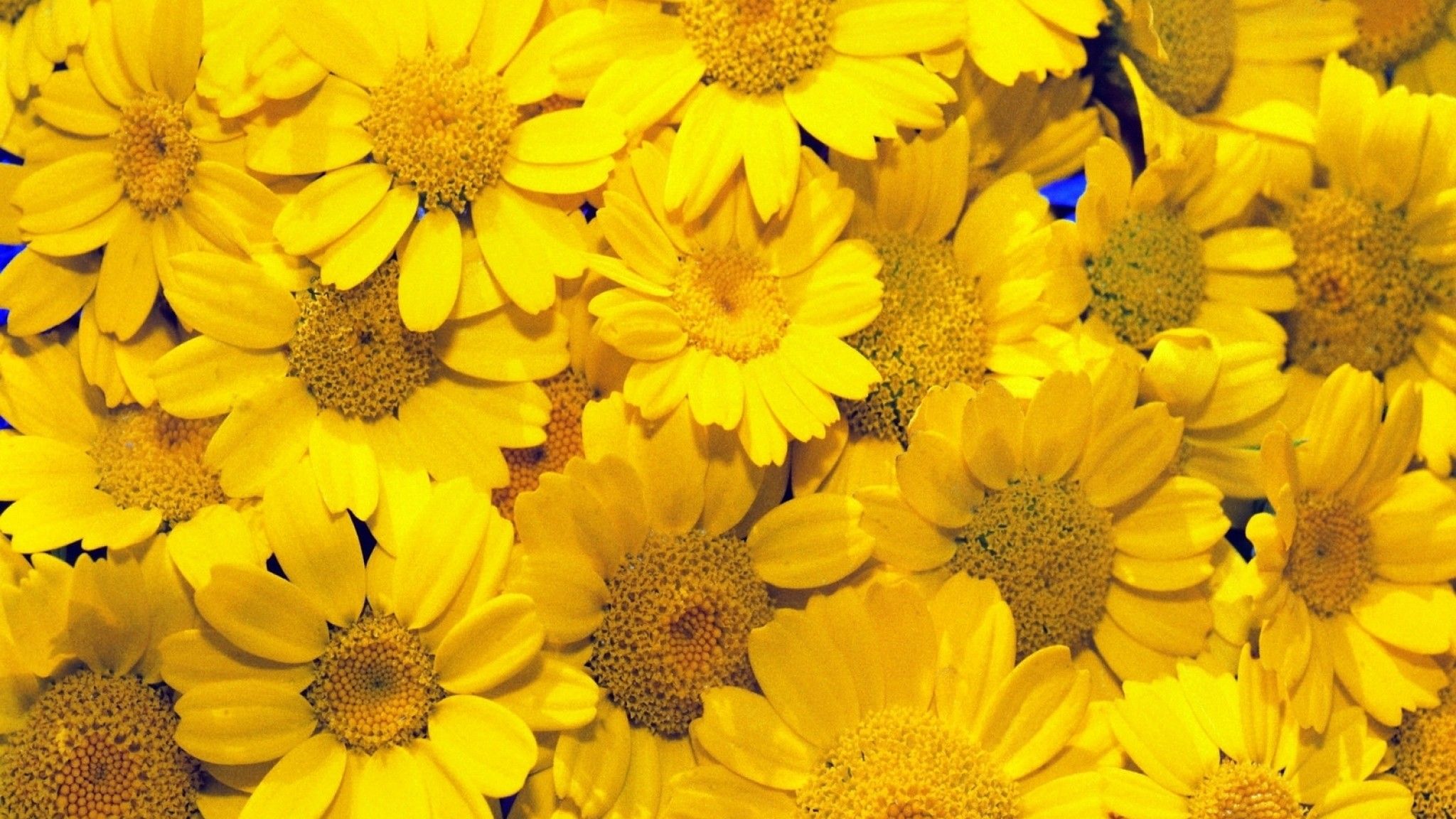 A close up of some yellow flowers - 2048x1152