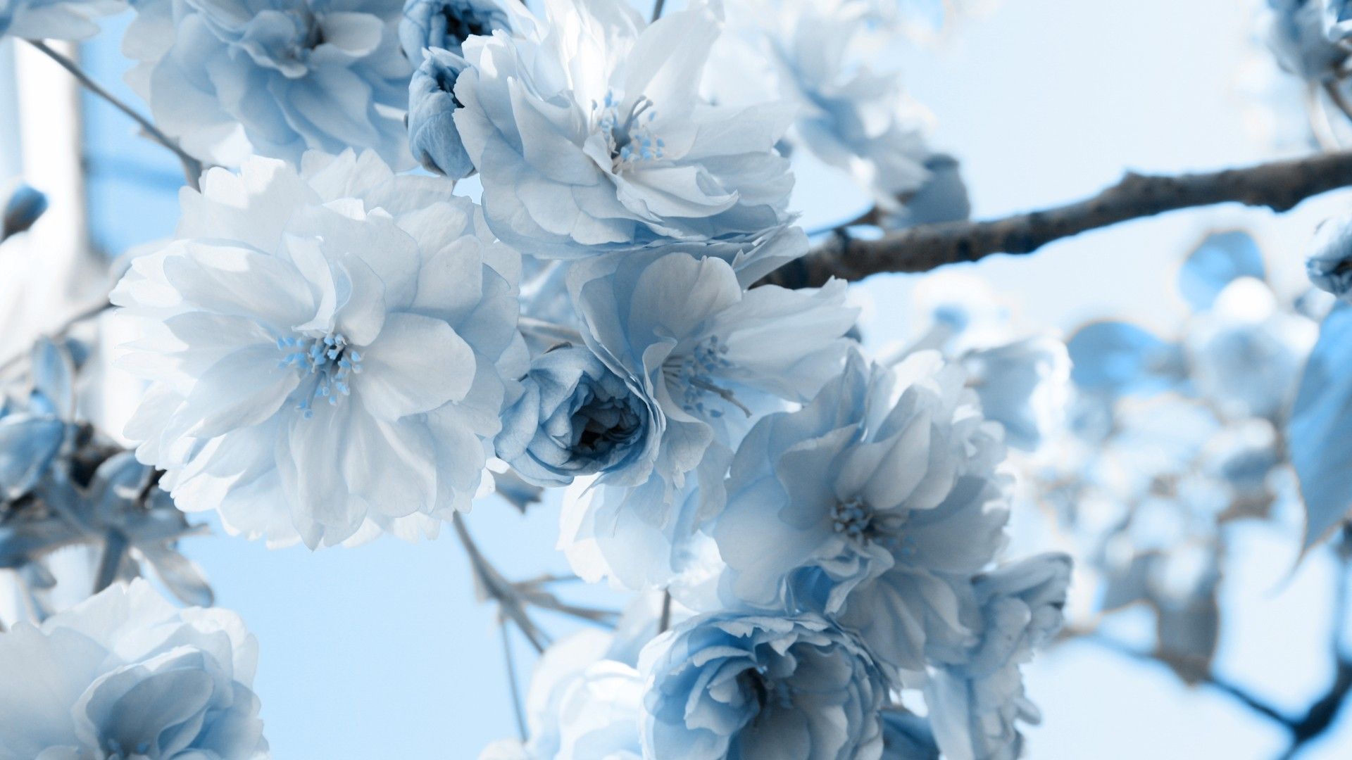 Light blue flowers on a tree branch - Spring