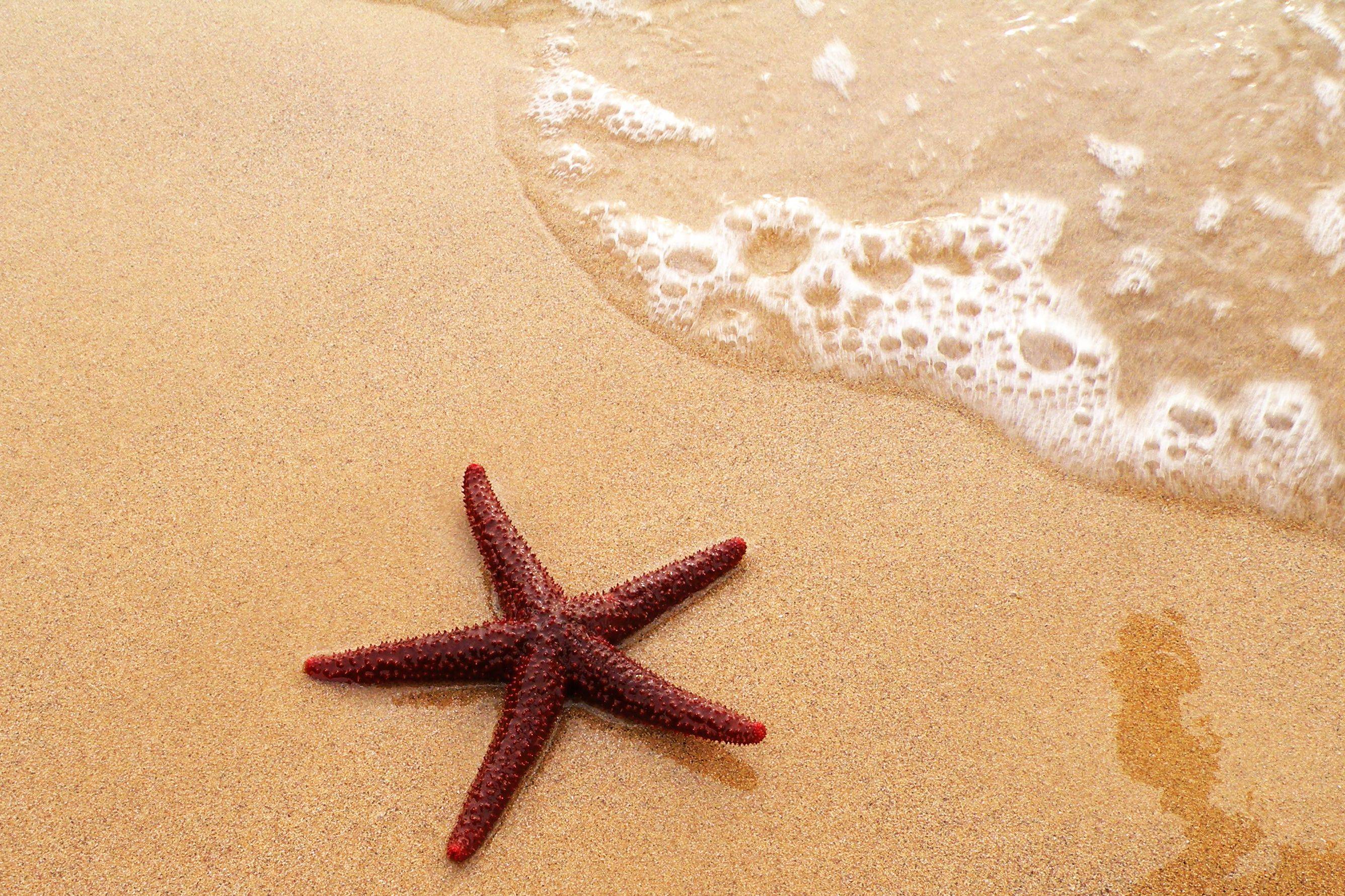 A starfish on the sand with the ocean waves - Starfish