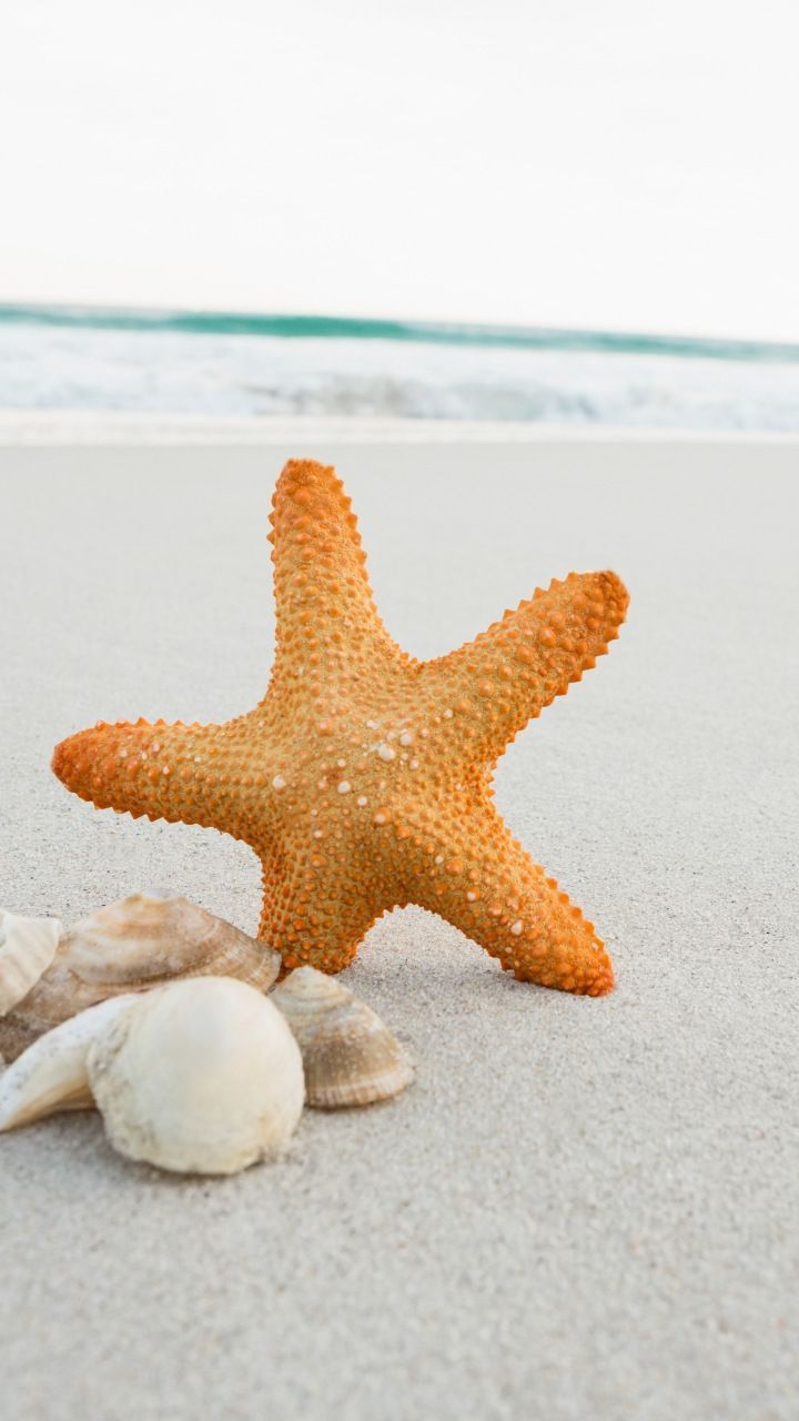Seashell, starfish, sand, beach, 720x1280 wallpaper. Sea shells, Sand, Beach