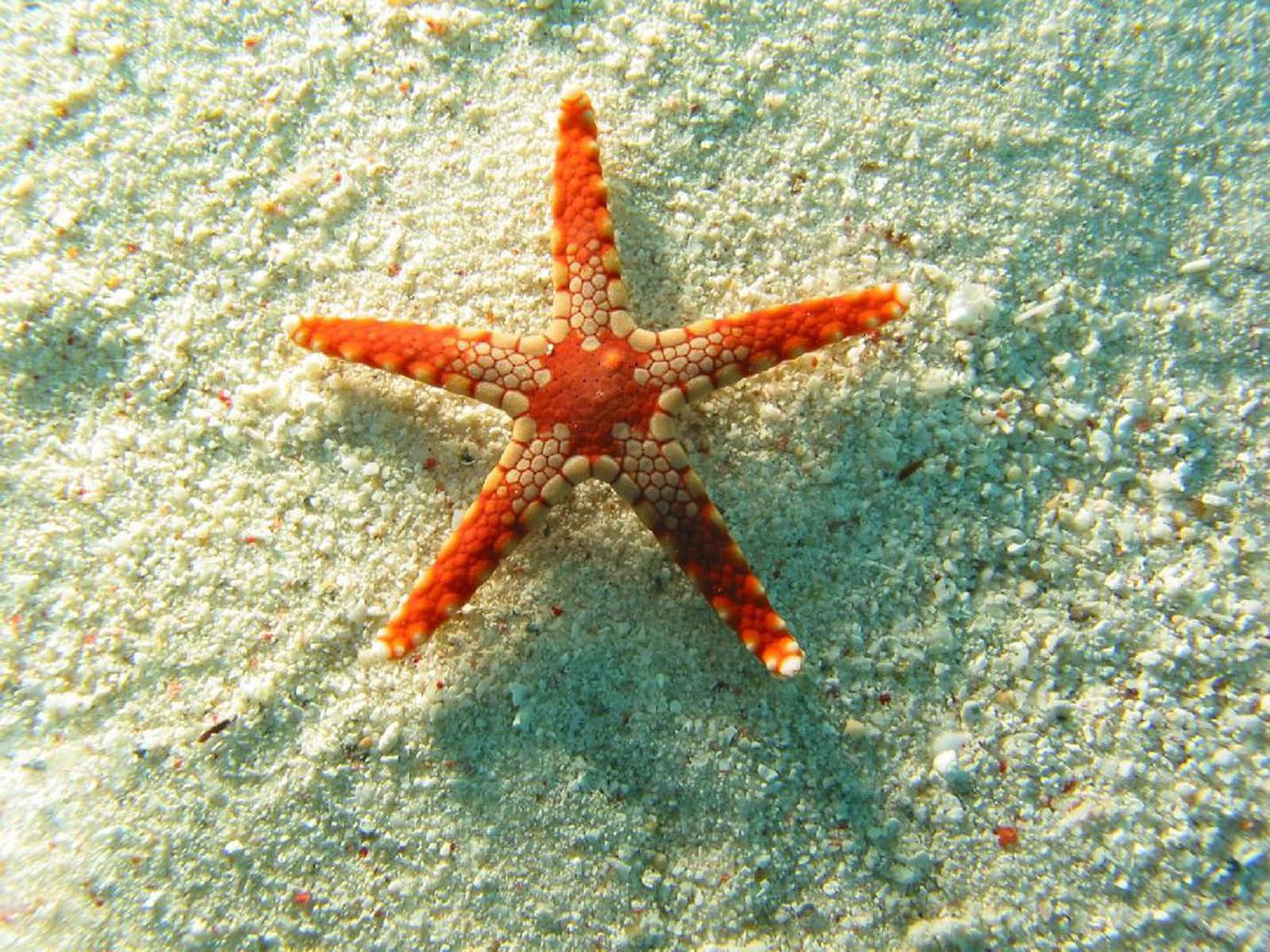 A starfish on the sand - Starfish