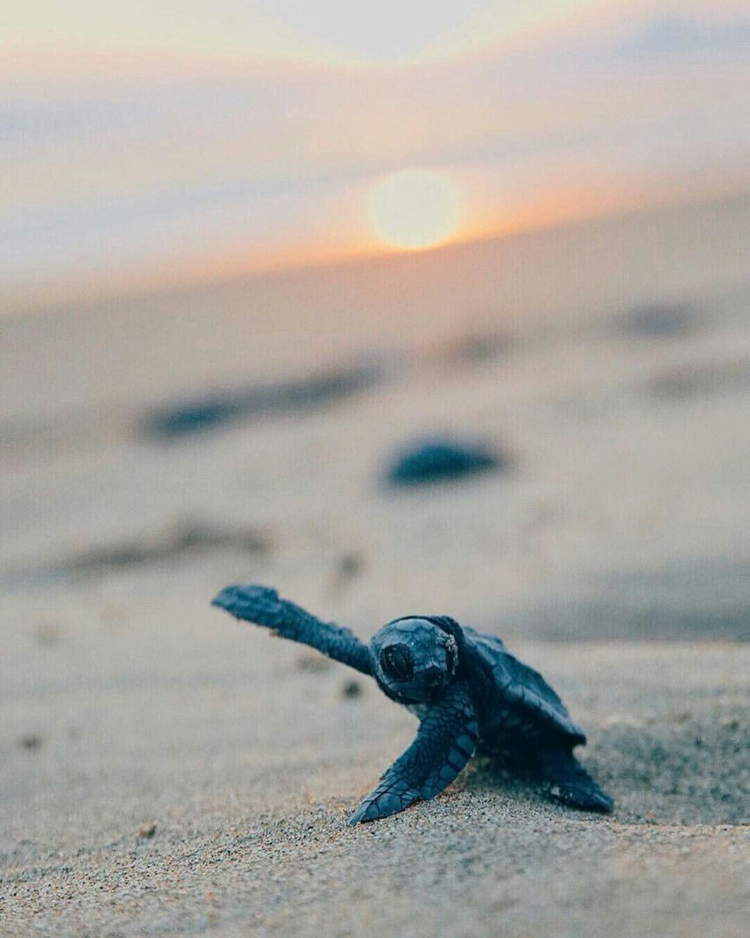 A baby turtle on the beach - Turtle, sea turtle