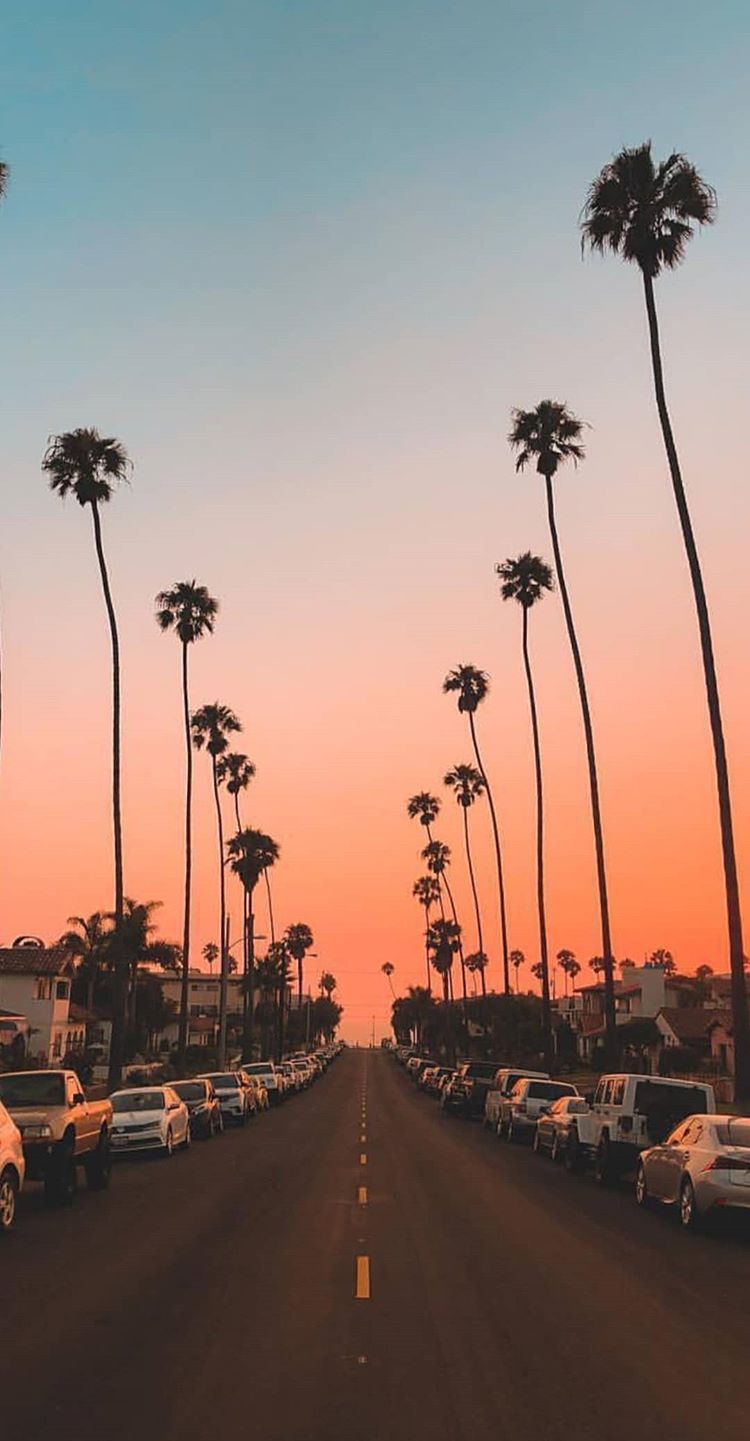 A street lined with palm trees at sunset - Warm