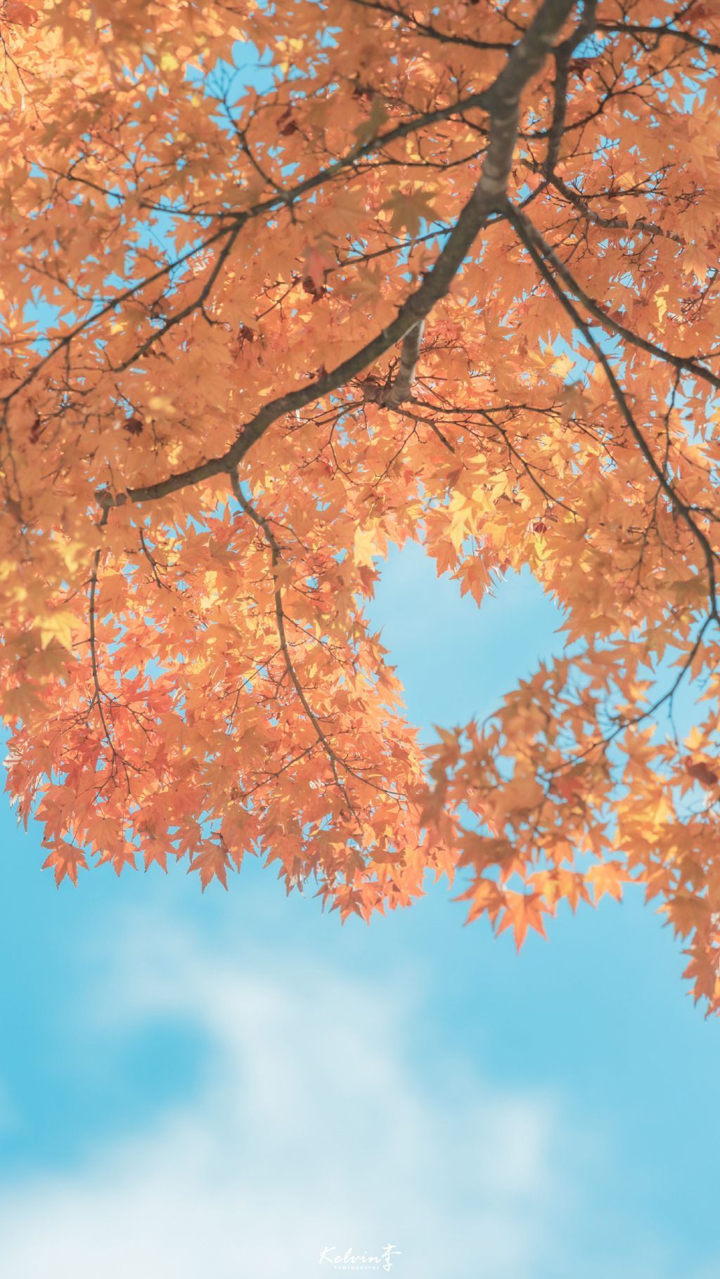 A tree with leaves and blue sky in the background - Warm