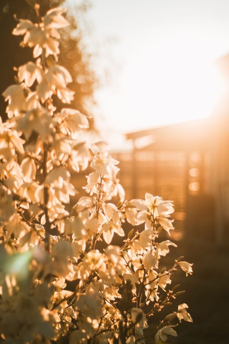 A tree with white flowers in the sunlight - Sunlight, warm