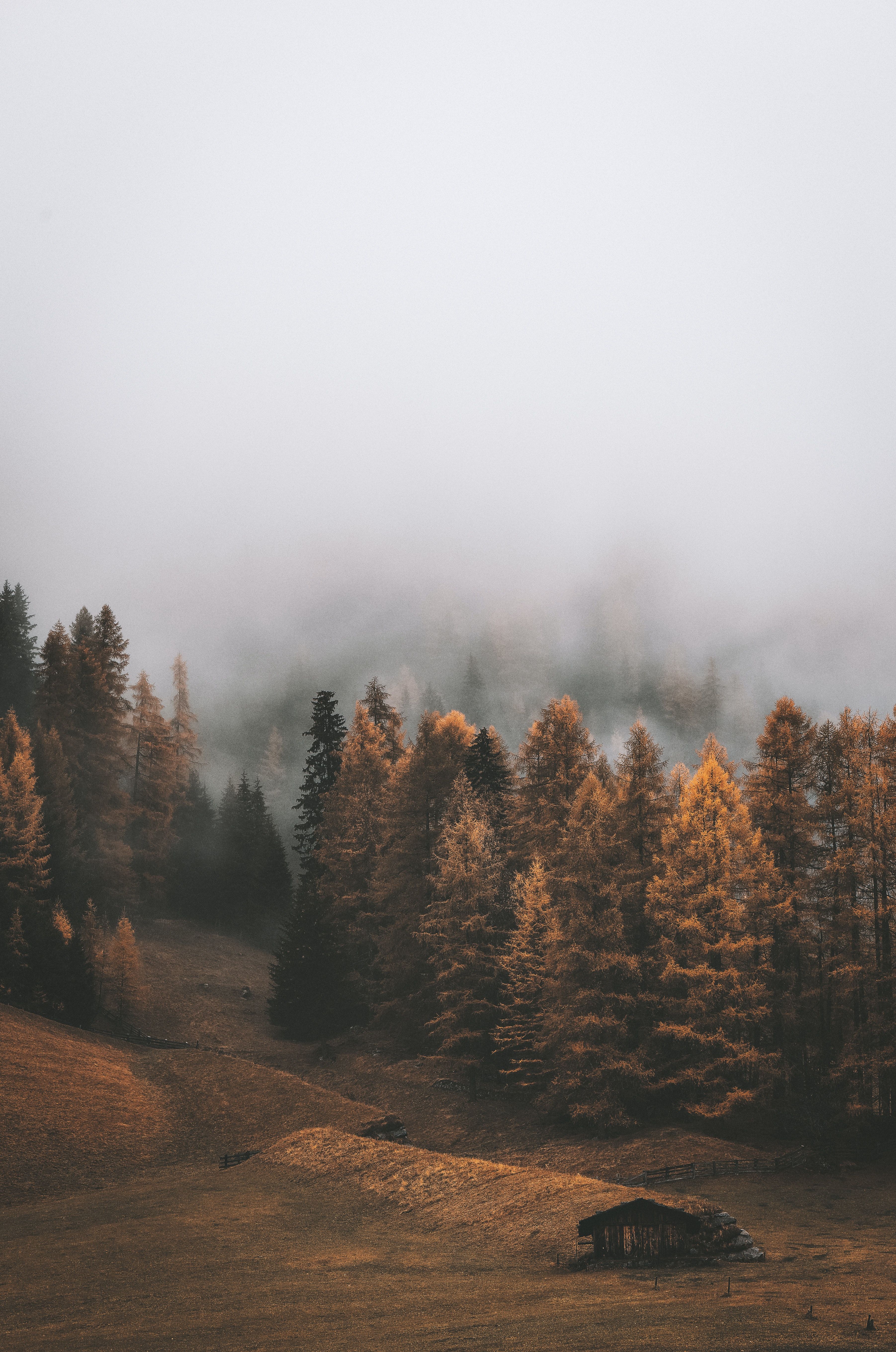 A foggy day in the mountains - Landscape, forest, foggy forest