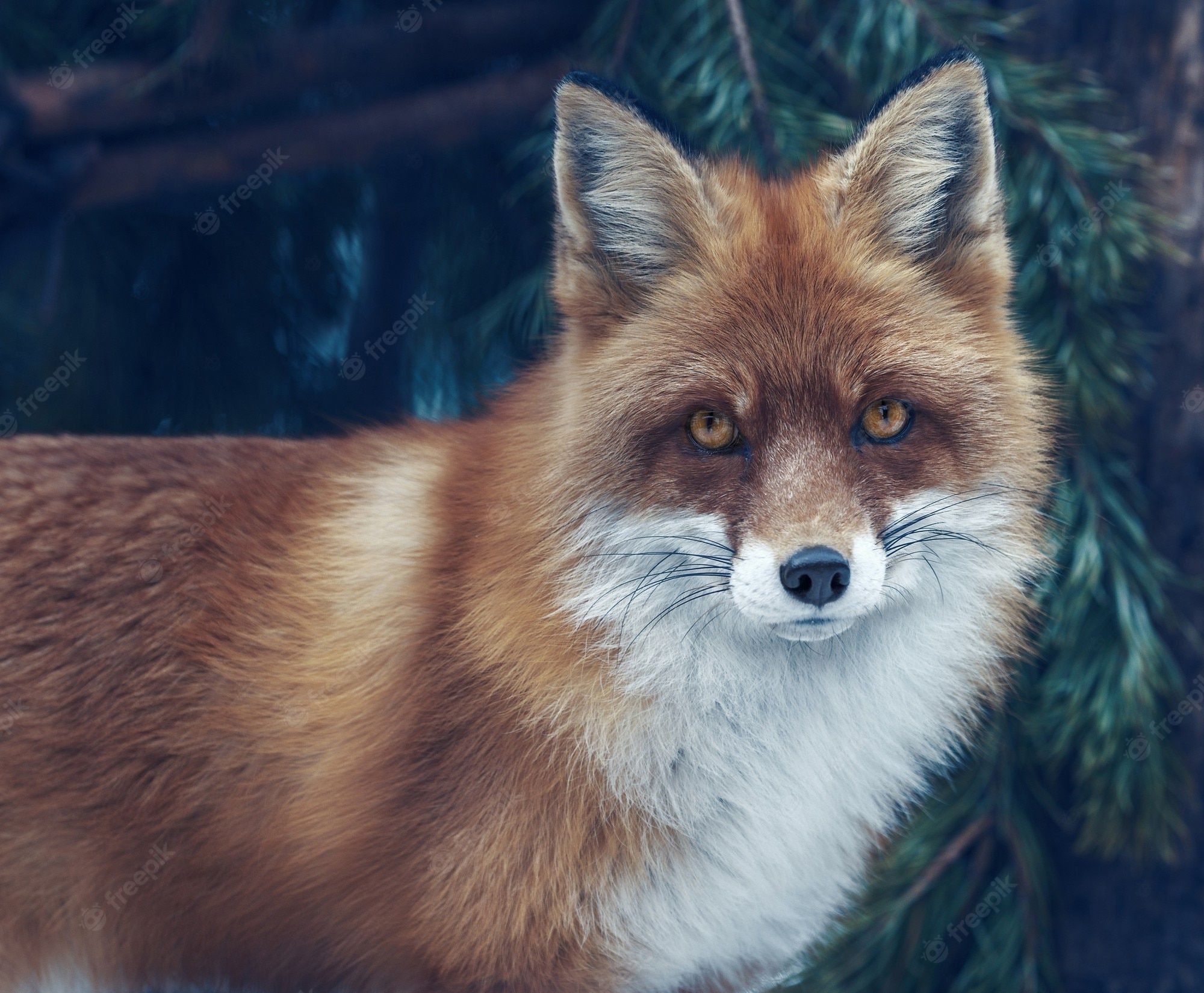 Cute Fox Picture