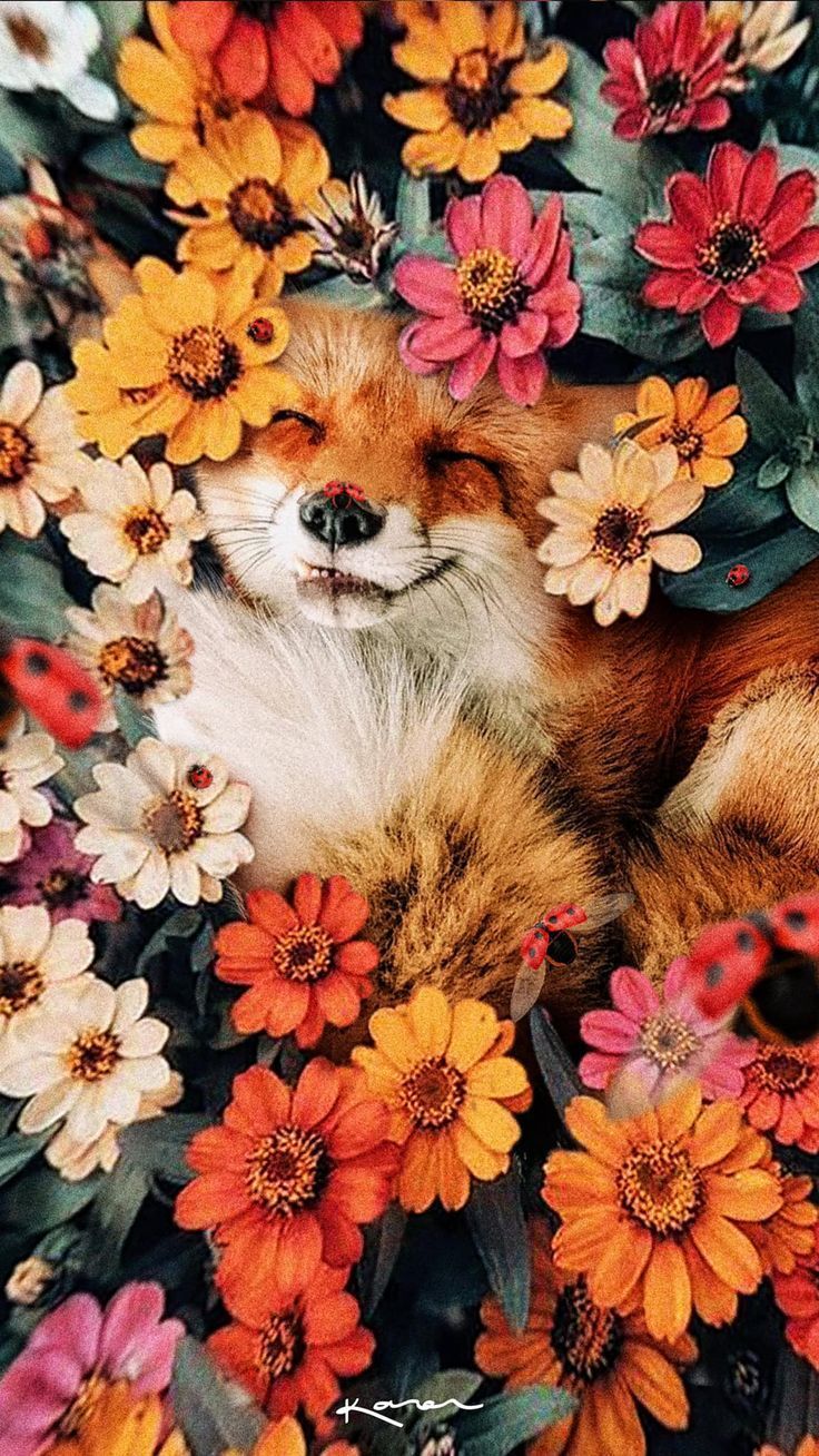 A fox in the middle of flowers - Fox