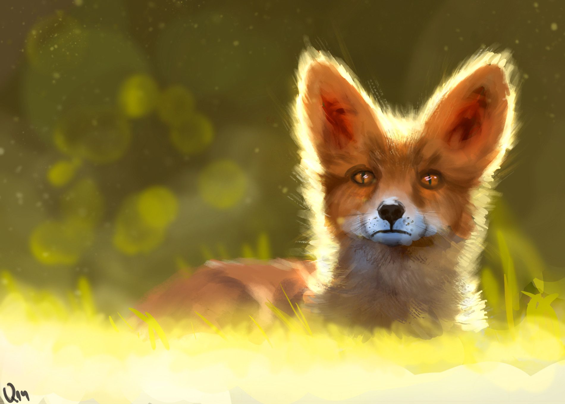 A fox in the grass - Fox