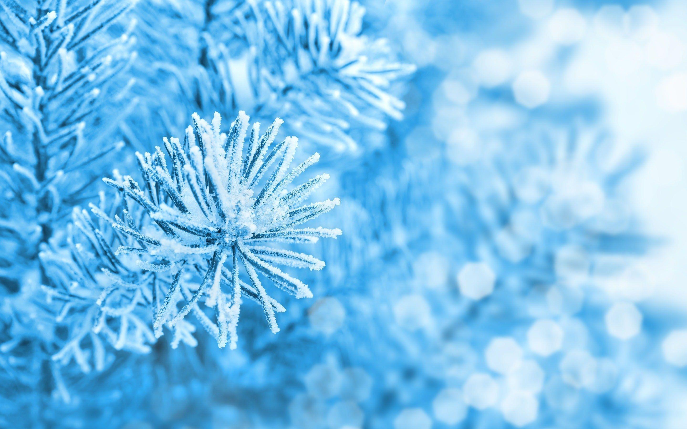 A close up of some blue branches - Ice