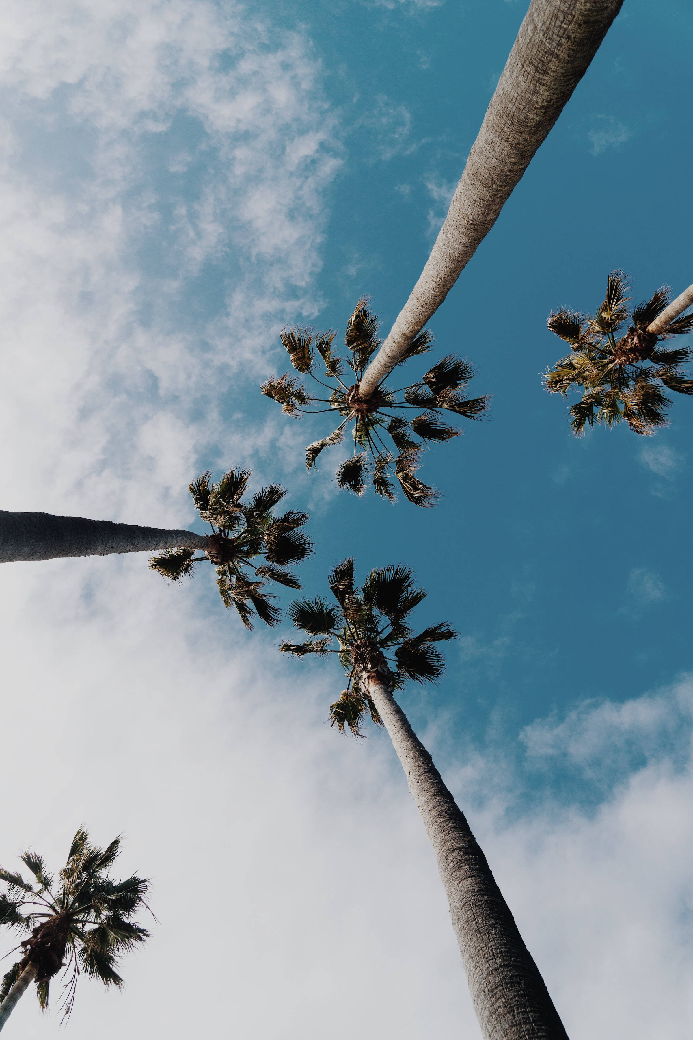 A group of palm trees with a blue sky in the background. - Coconut, palm tree