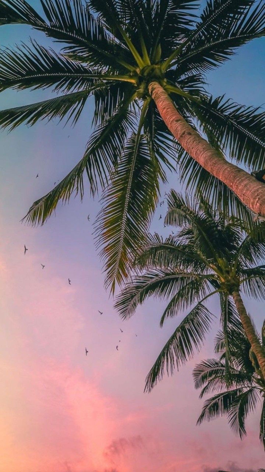 Coconut Summer iPhone Wallpaper