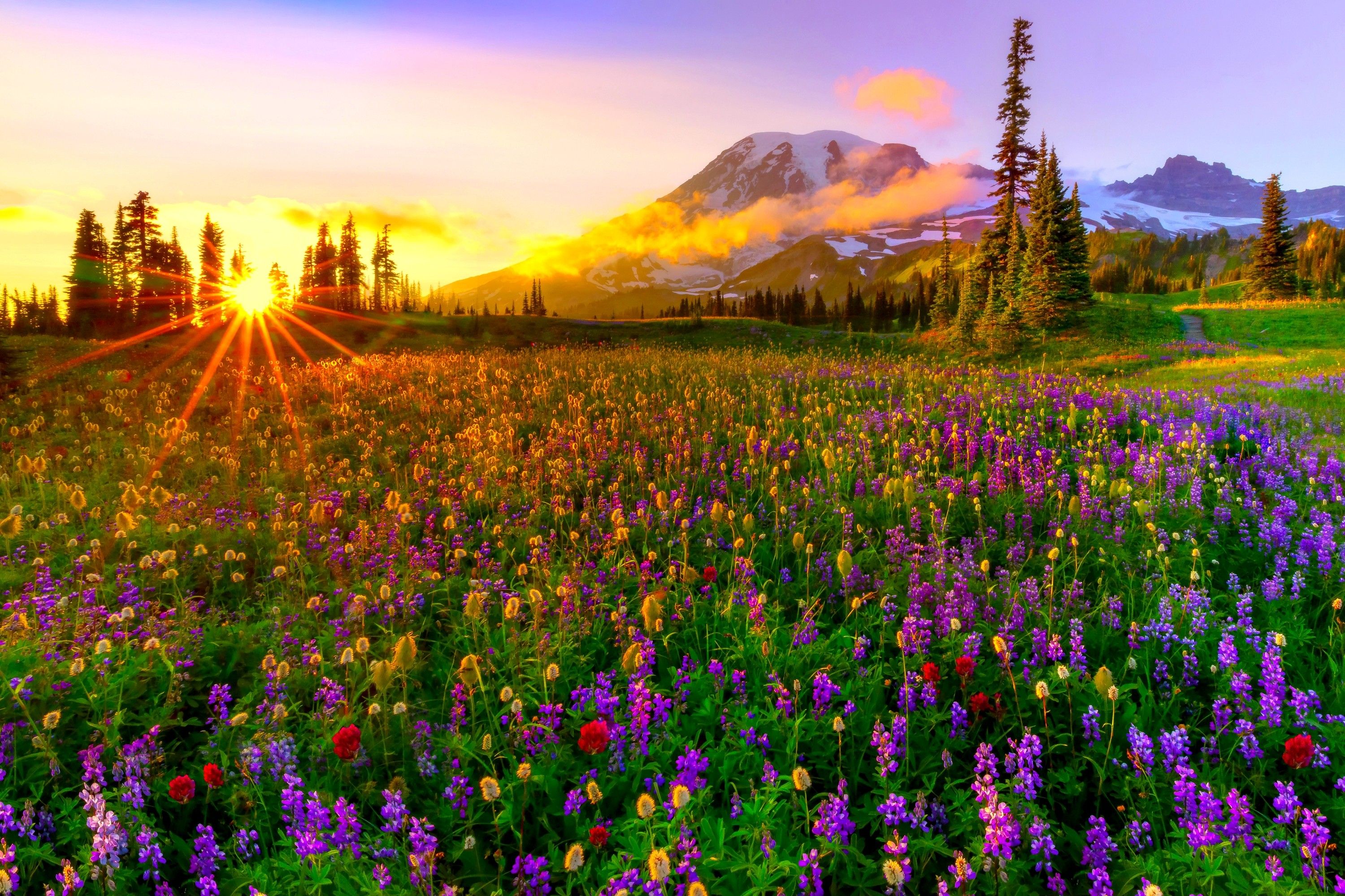 A field of purple and red flowers with a mountain in the background - Spring