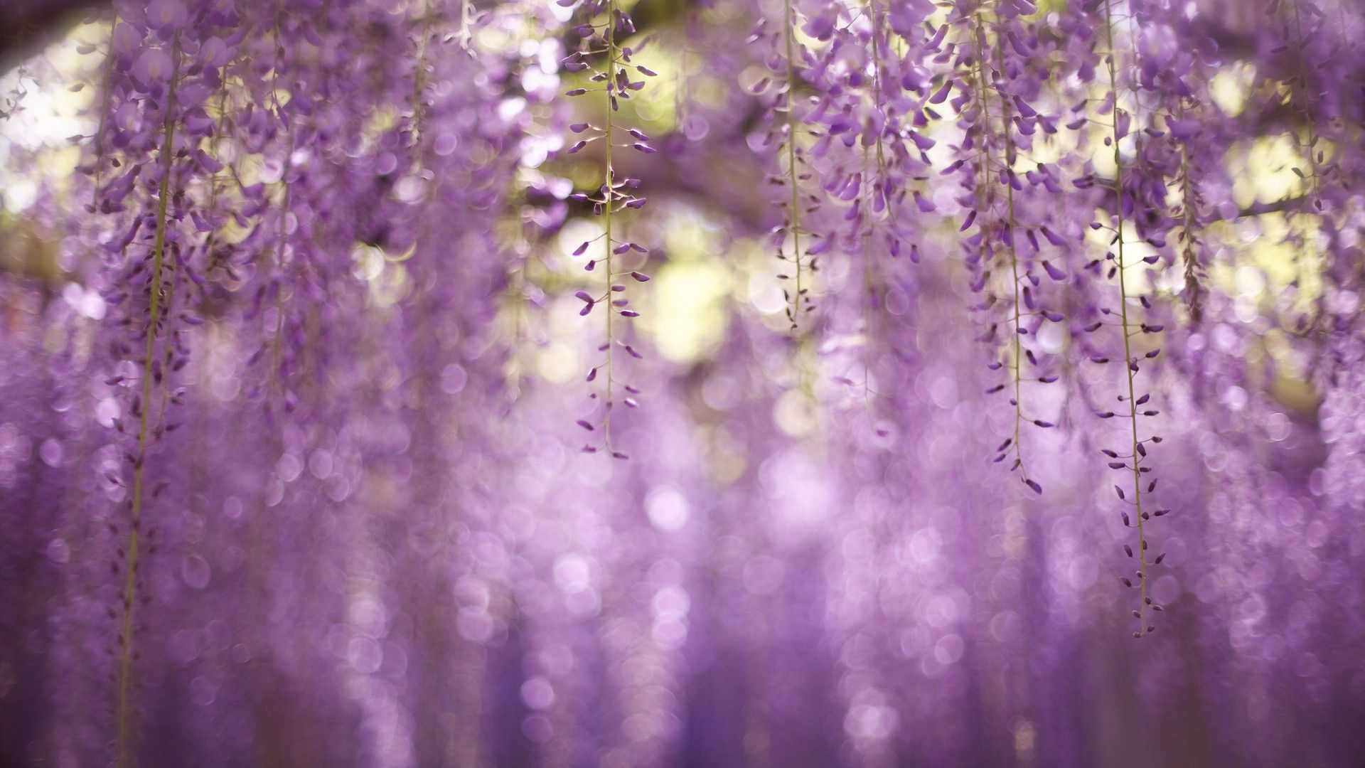 The wisteria flowers are purple and hanging from a tree - Spring