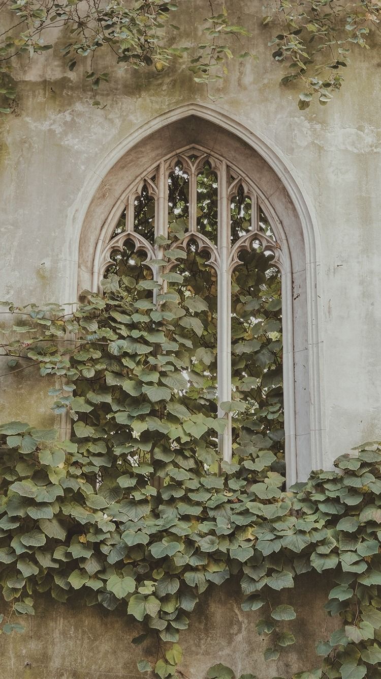 A window with ivy growing on it - Light academia