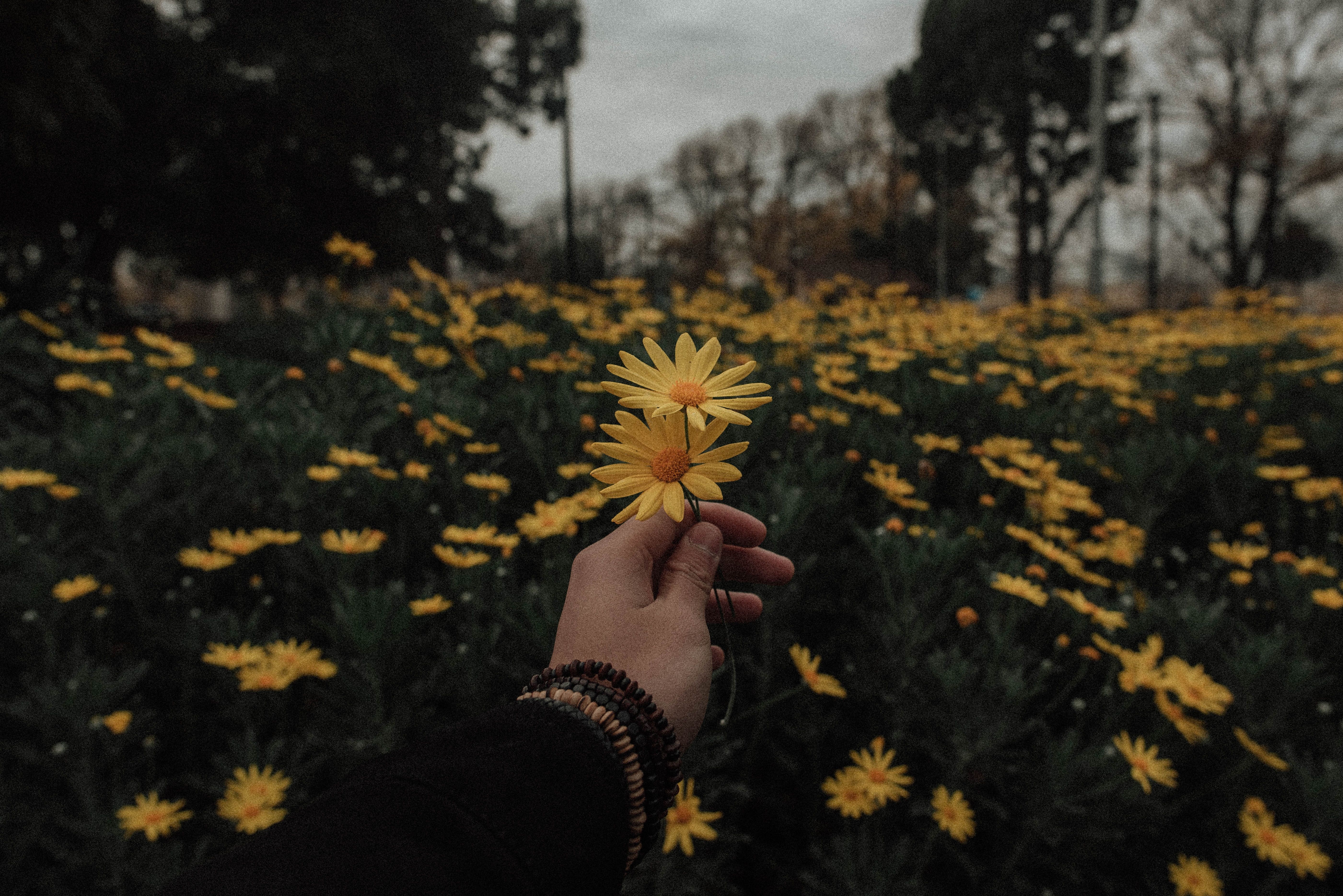 A person holding up some flowers in their hand - Scenery, daisy, vintage fall, vintage, landscape