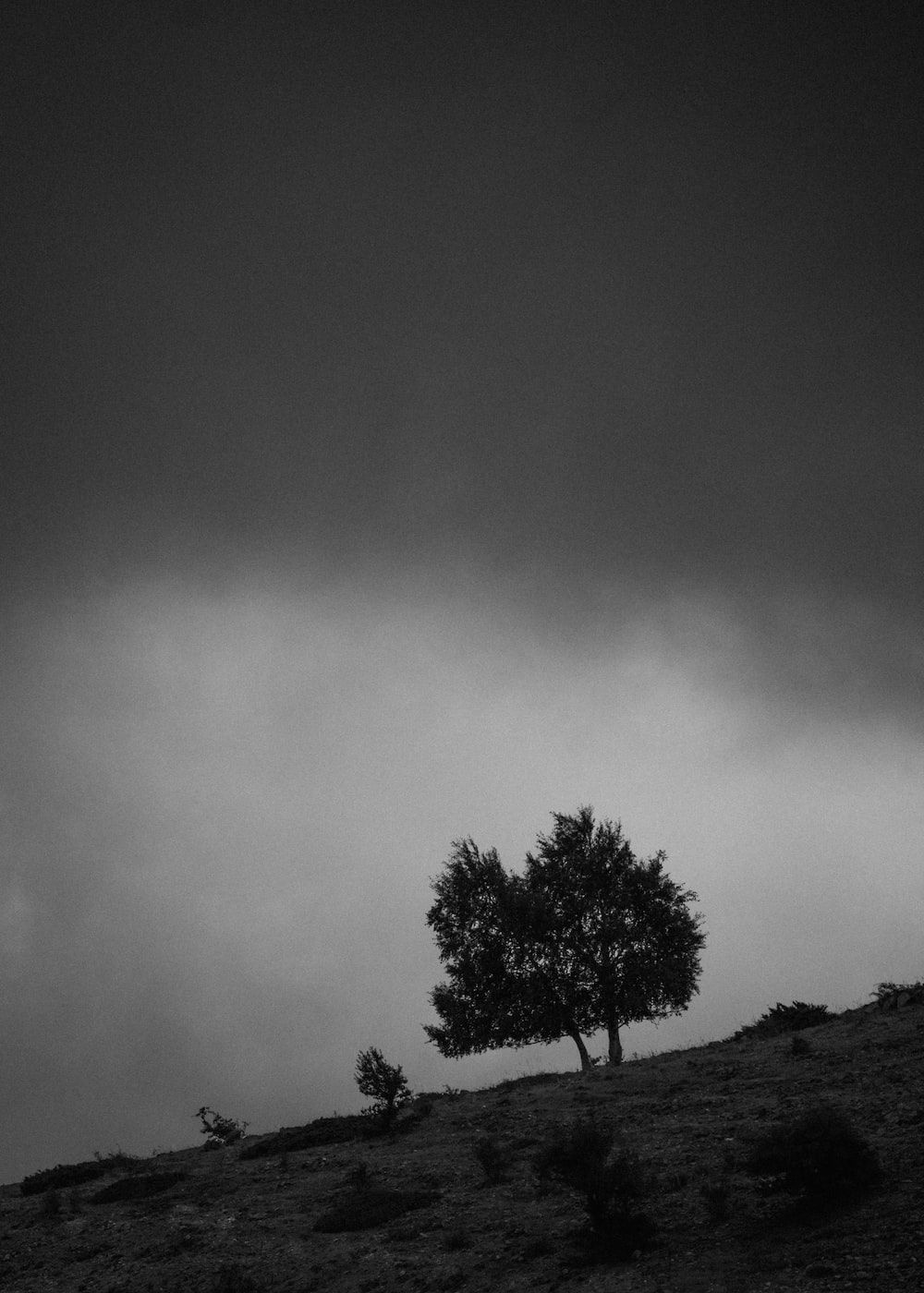 A black and white photo of a tree on a hillside. - Sad, depressing