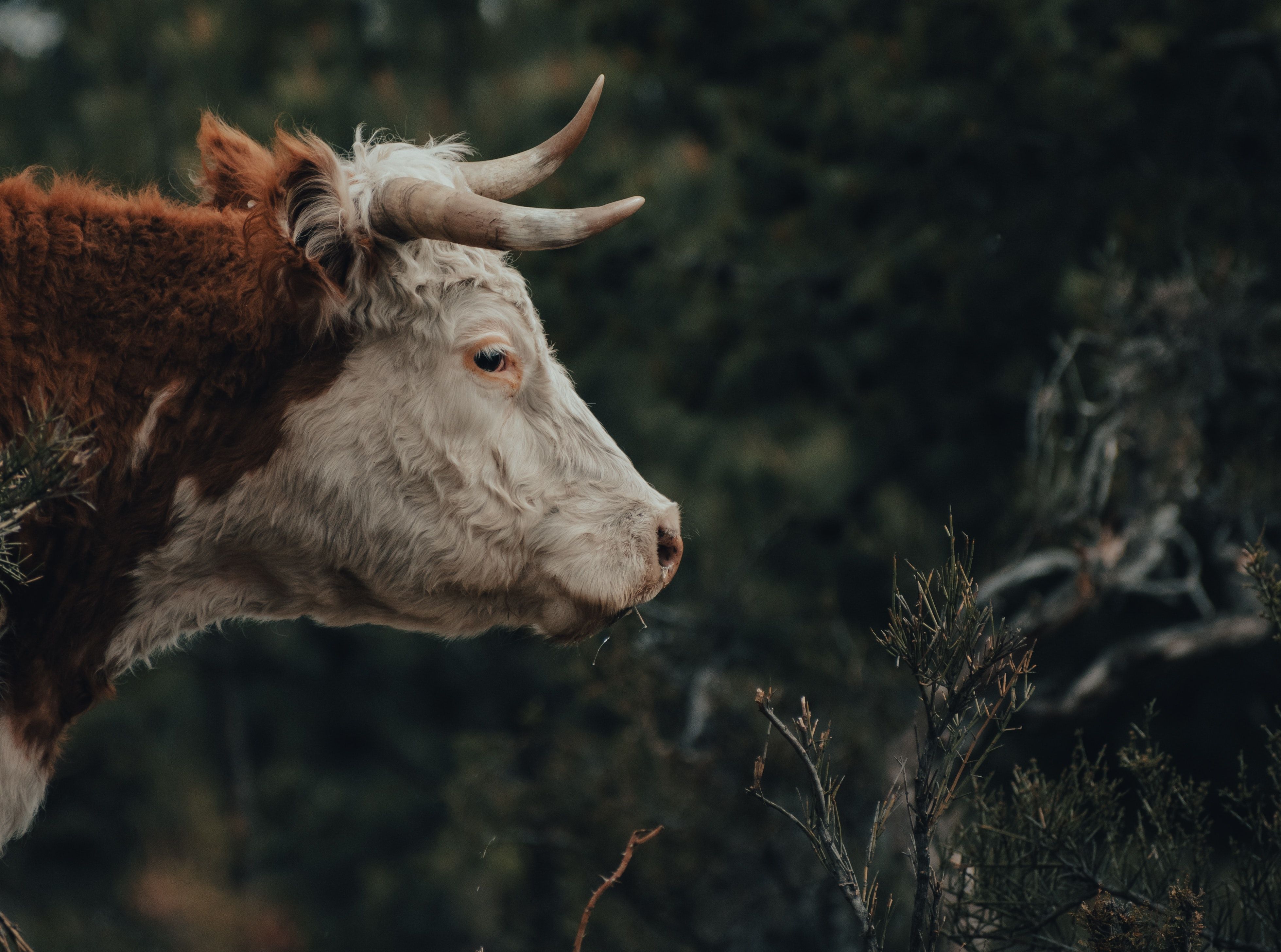 A bull with horns standing in the woods - Cow
