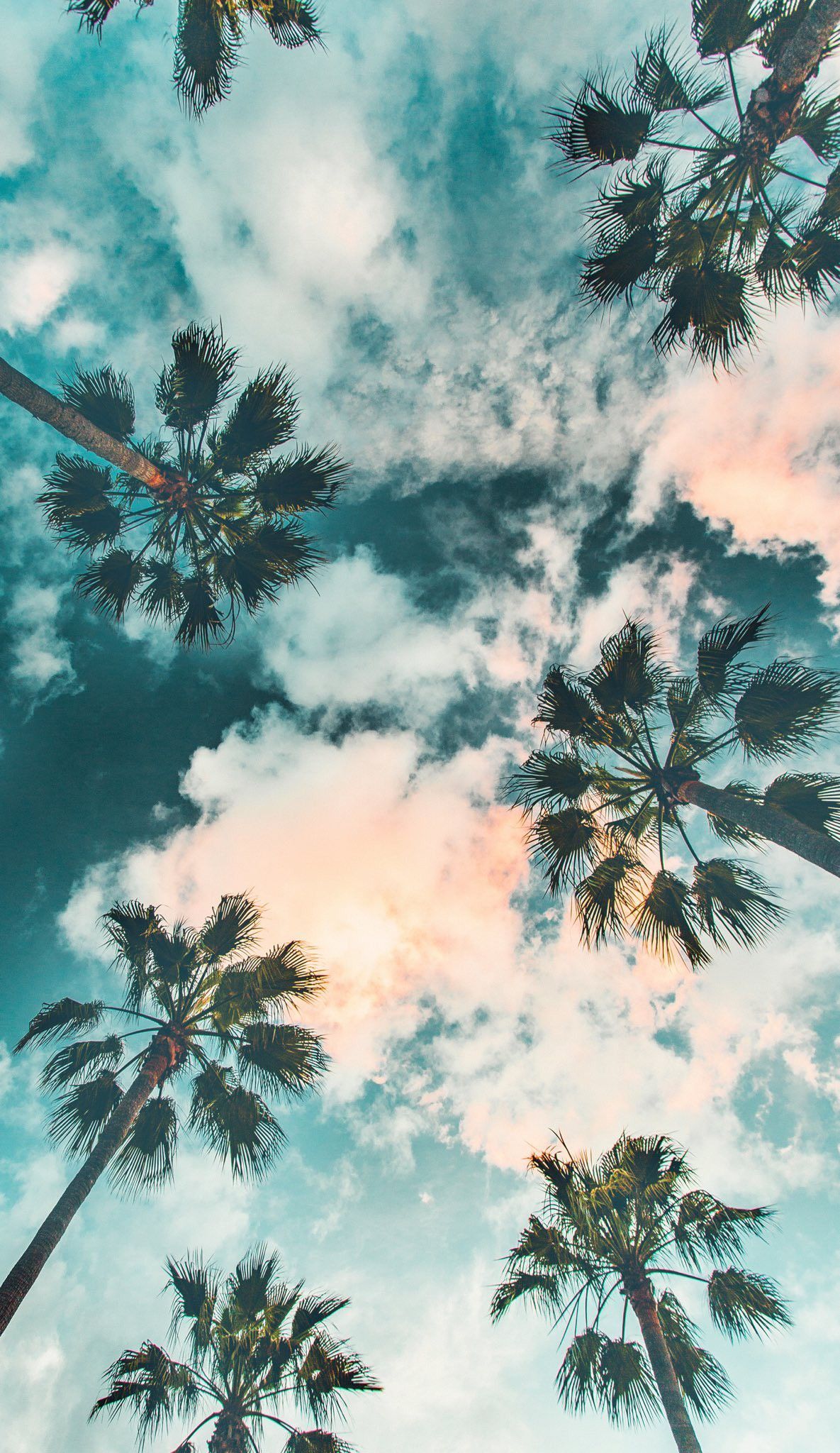 Palm Trees Wallpaper. Sky aesthetic, Landscape wallpaper, Scenery wallpaper