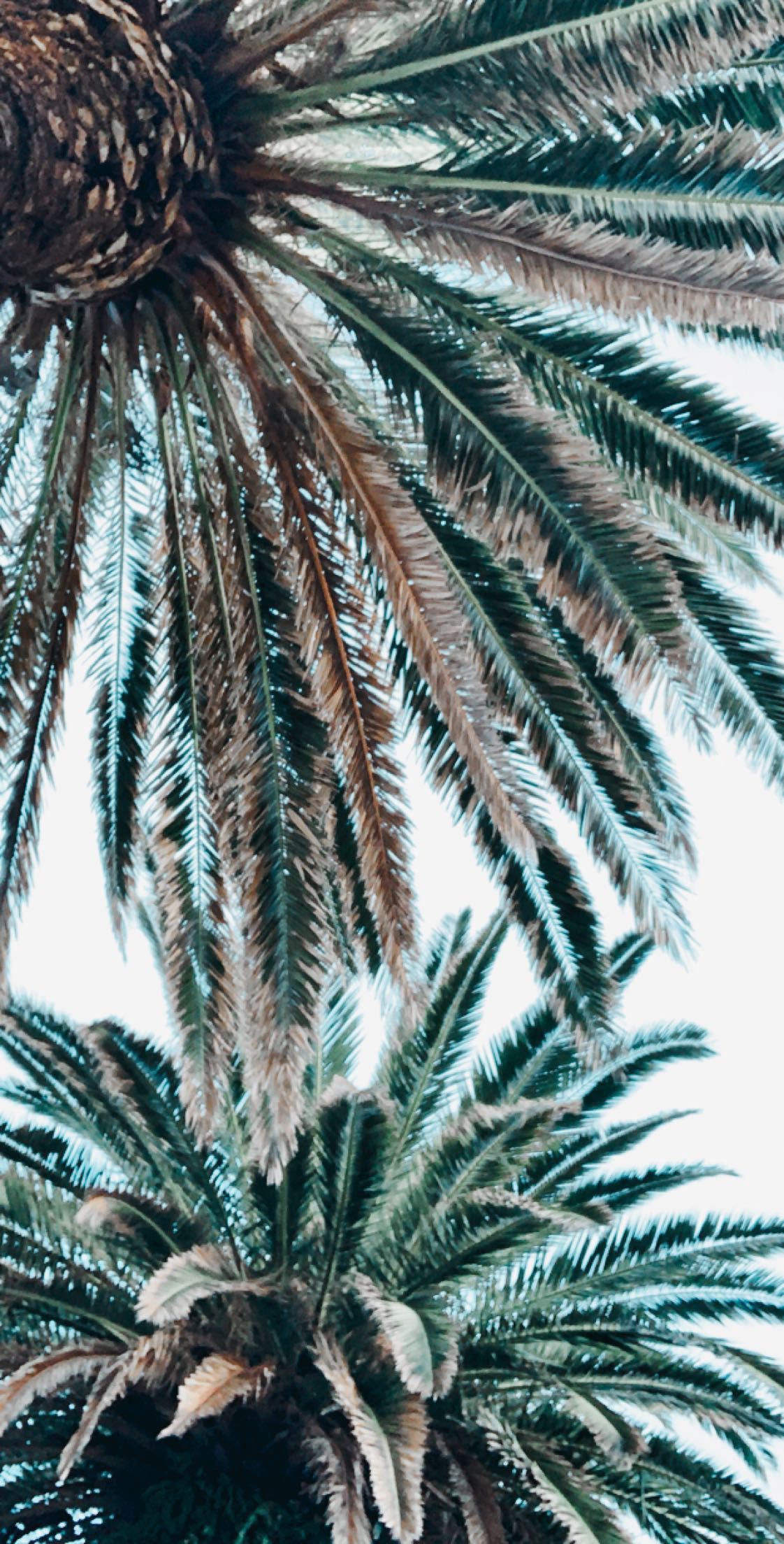 A palm tree with leaves and branches - Palm tree