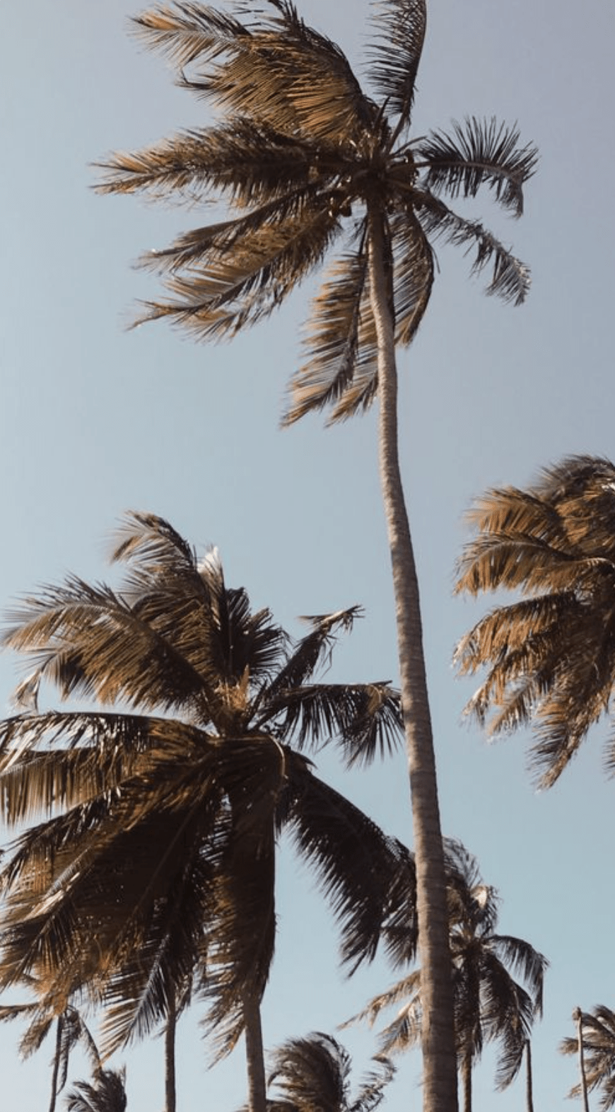 A photo of palm trees swaying in the wind. - Palm tree, coconut, Florida