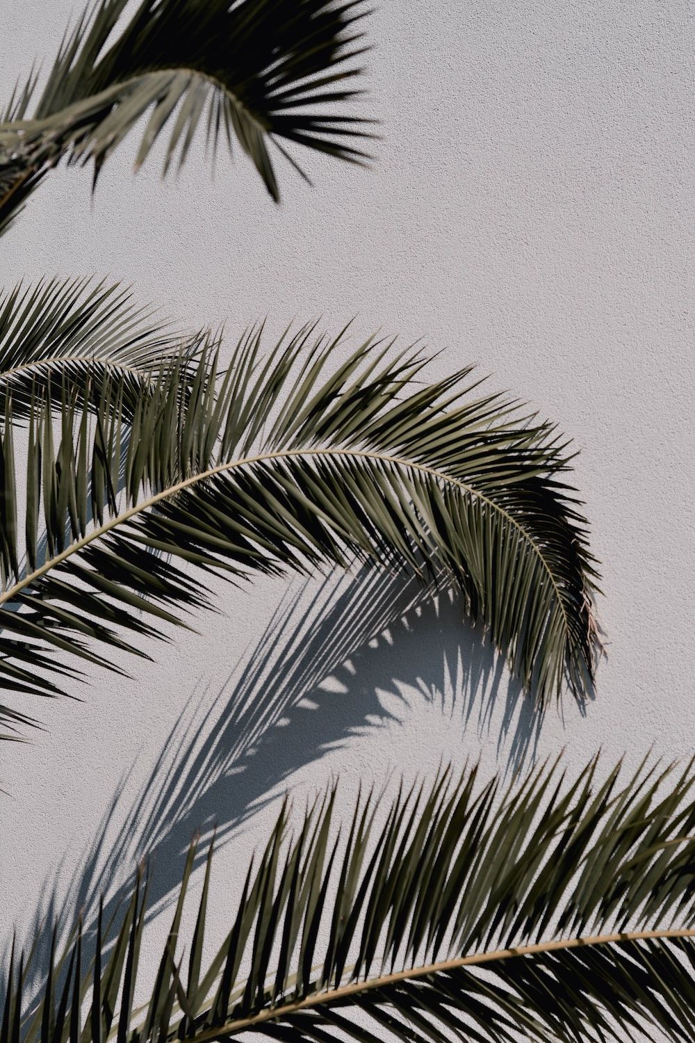 Palm Tree Wallpaper: Free HD Download [HQ]
