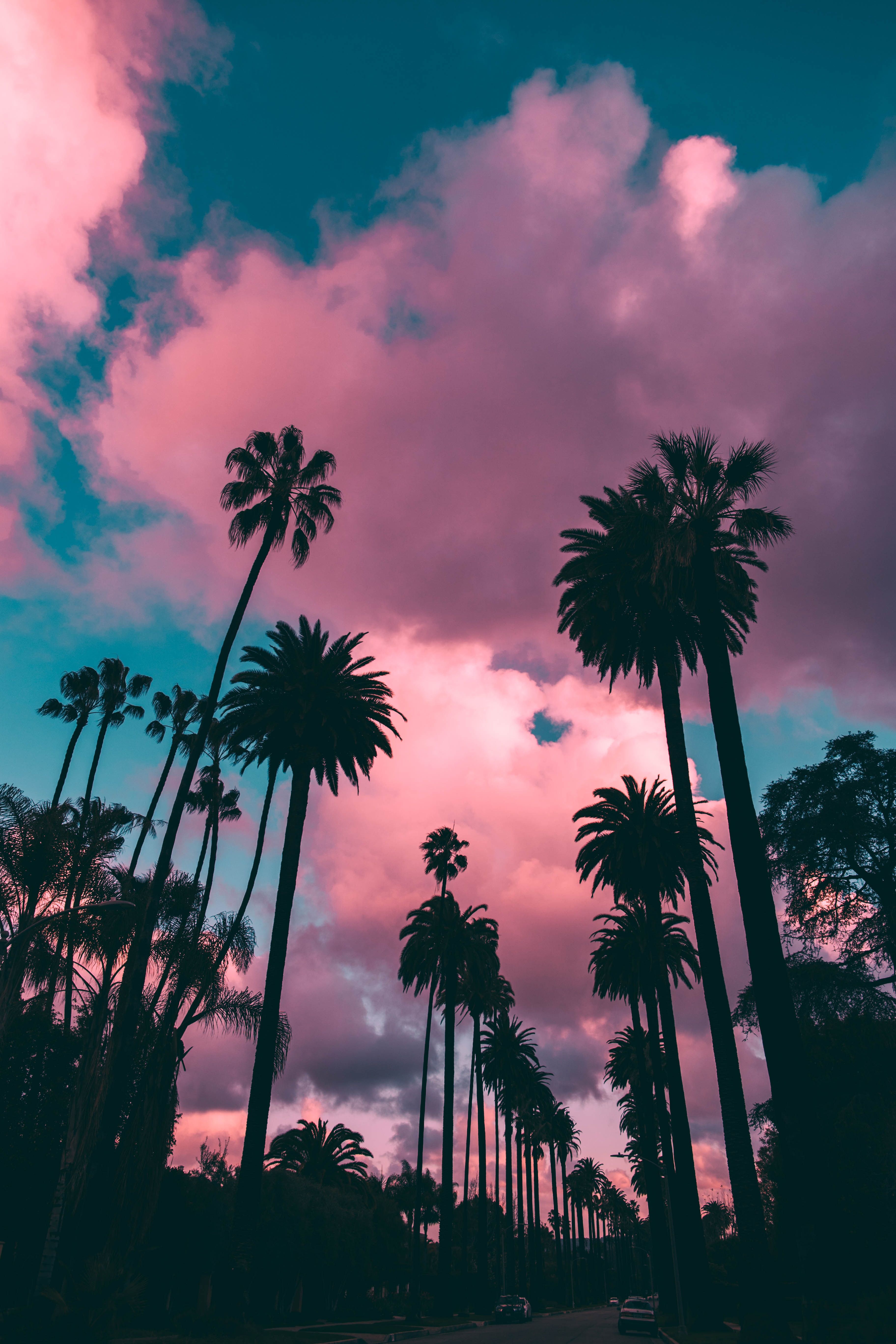 A row of palm trees with a pink and blue sky in the background. - Palm tree