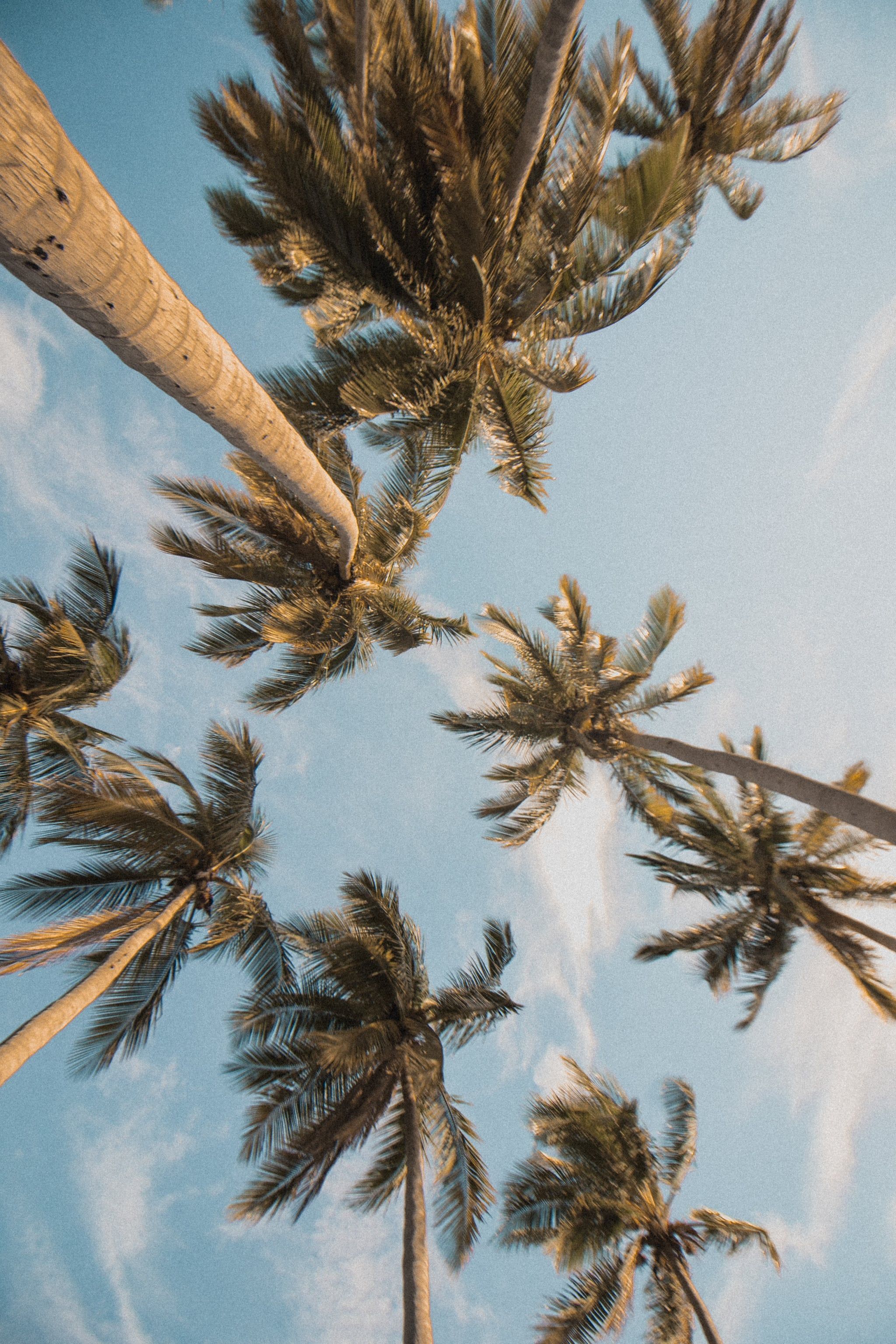 A photo of palm trees from the ground looking up at the sky. - Plants, palm tree, TikTok, June, bright, beautiful, summer, iOS 17