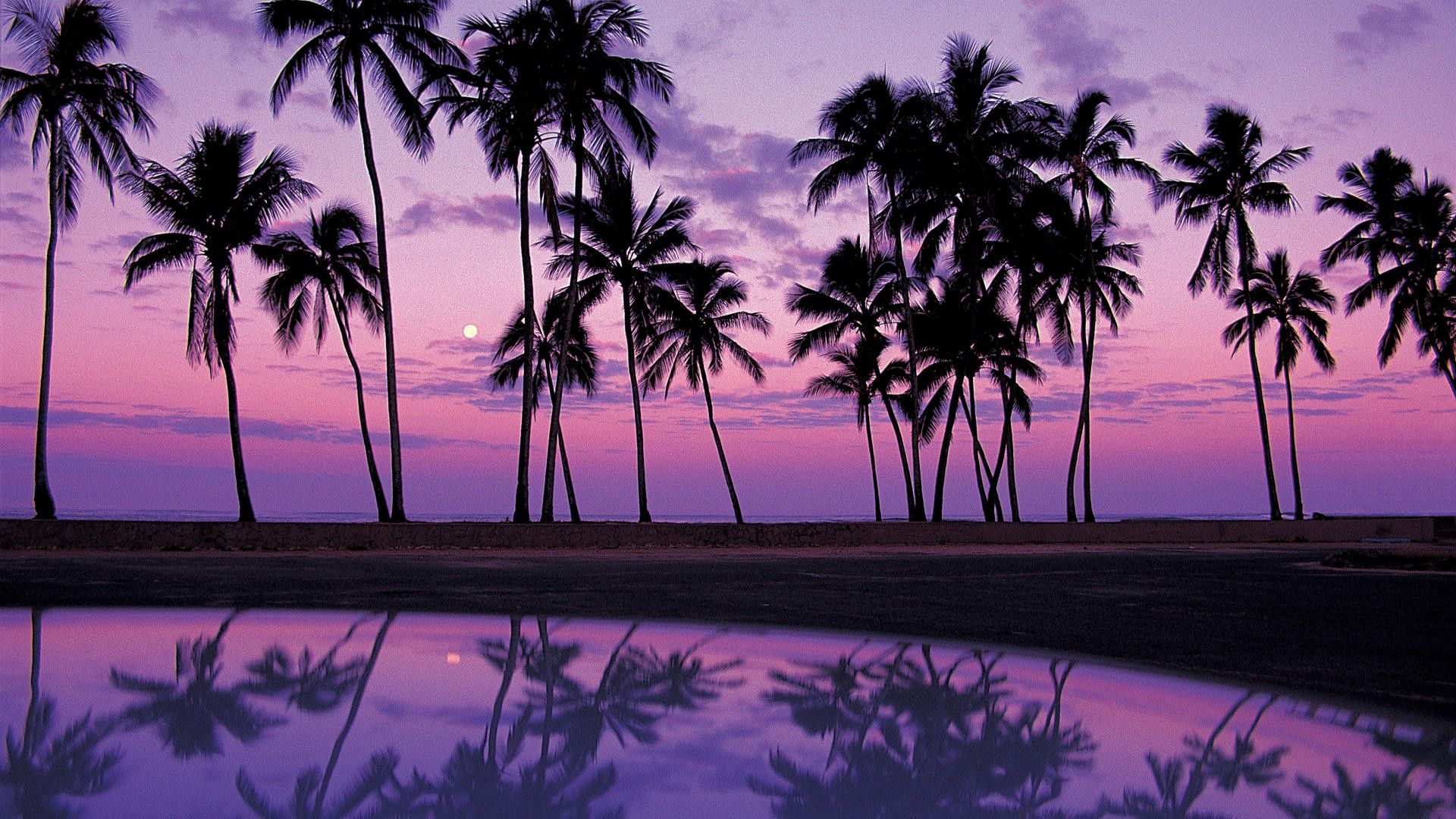Palm trees sky aesthetic[1920×1080]