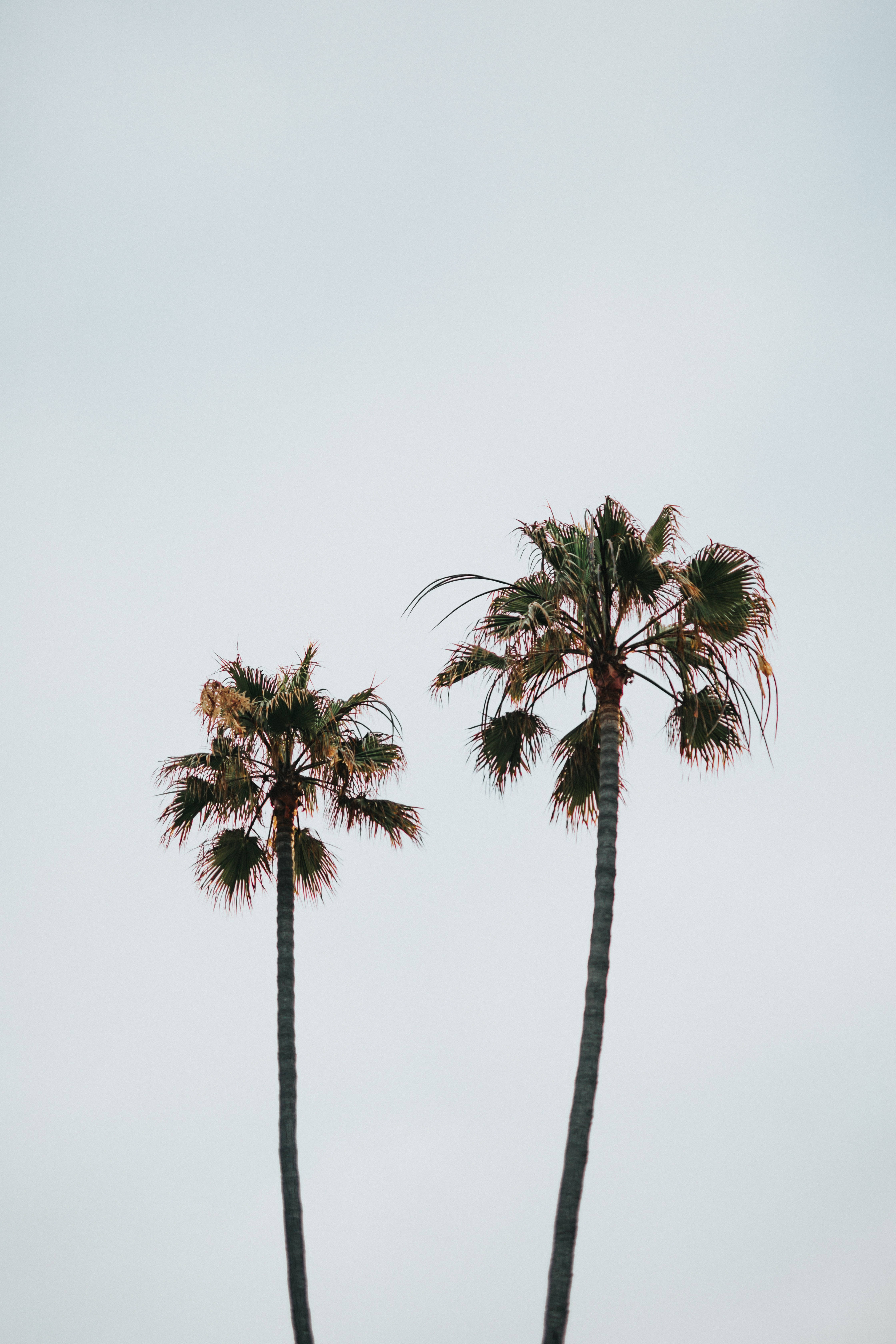 A pair of palm trees against a pale sky. - Palm tree