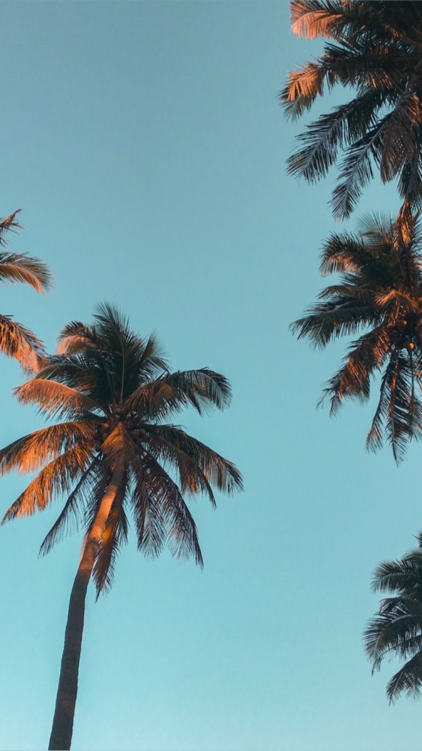 Palm trees against a blue sky - Palm tree