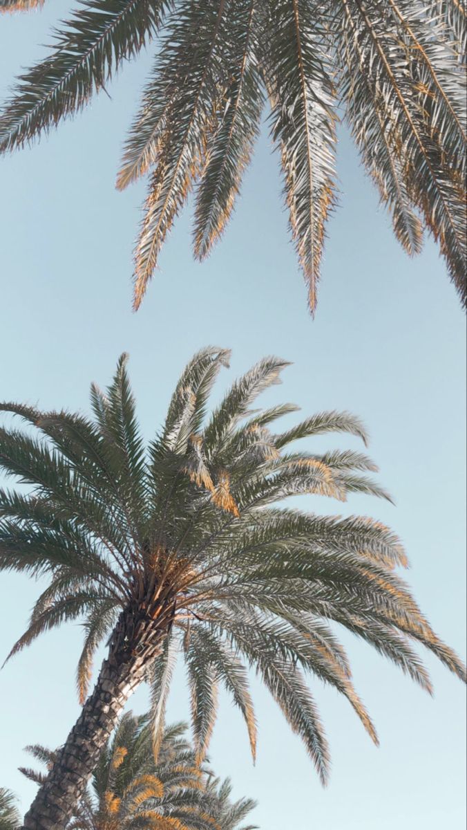 Palm Trees ideas. palm trees, photo wall collage, tree wallpaper iphone