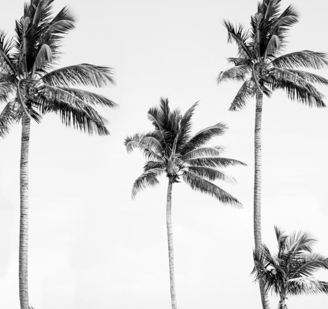 A black and white photograph of palm trees - Palm tree