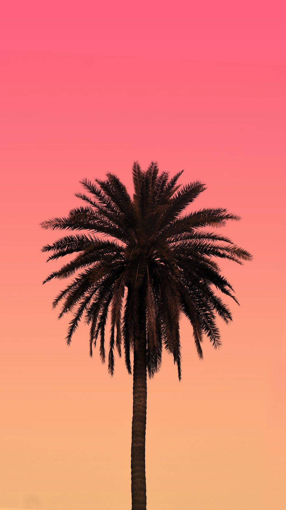 A palm tree in front of an orange sky - Palm tree