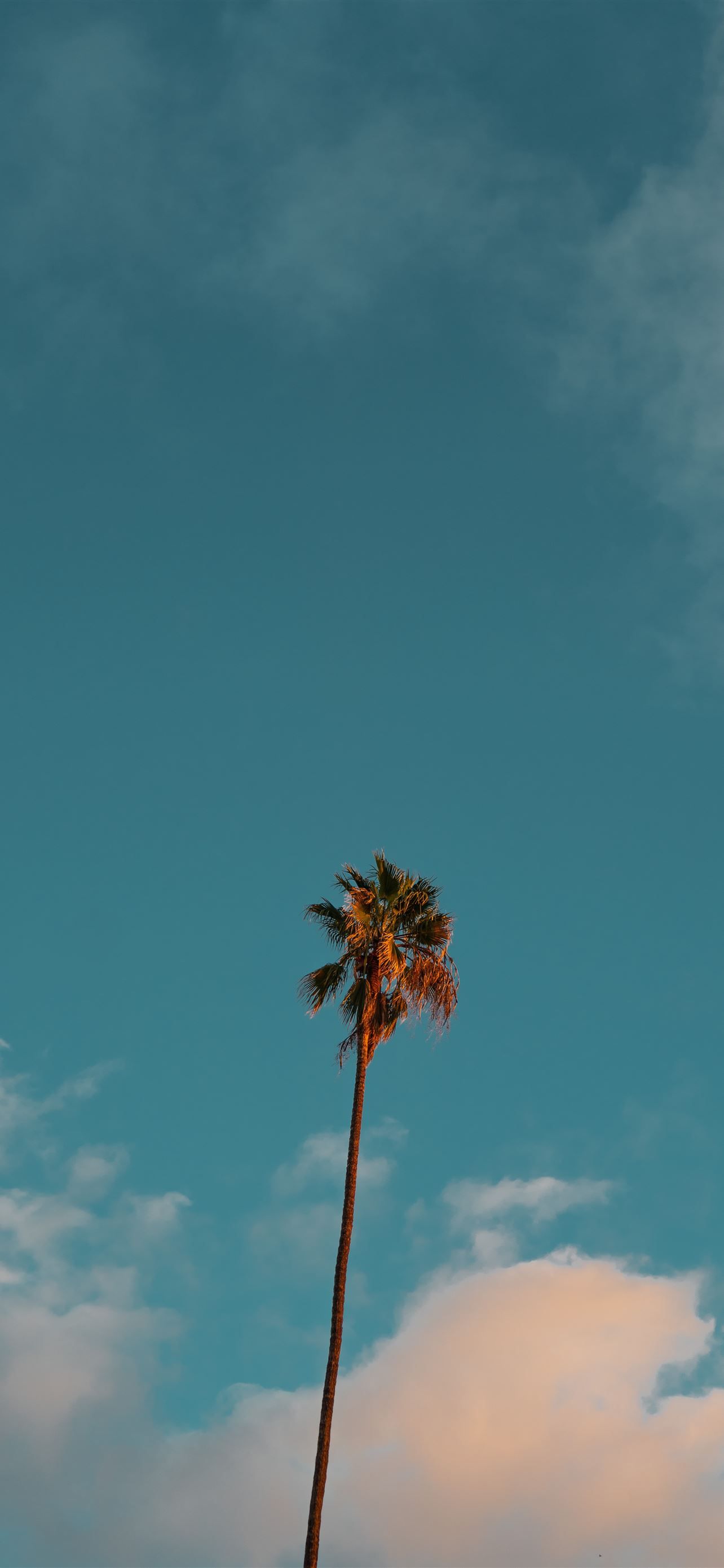 low angle photography of palm tree under blue sky iPhone 12 Wallpaper Free Download
