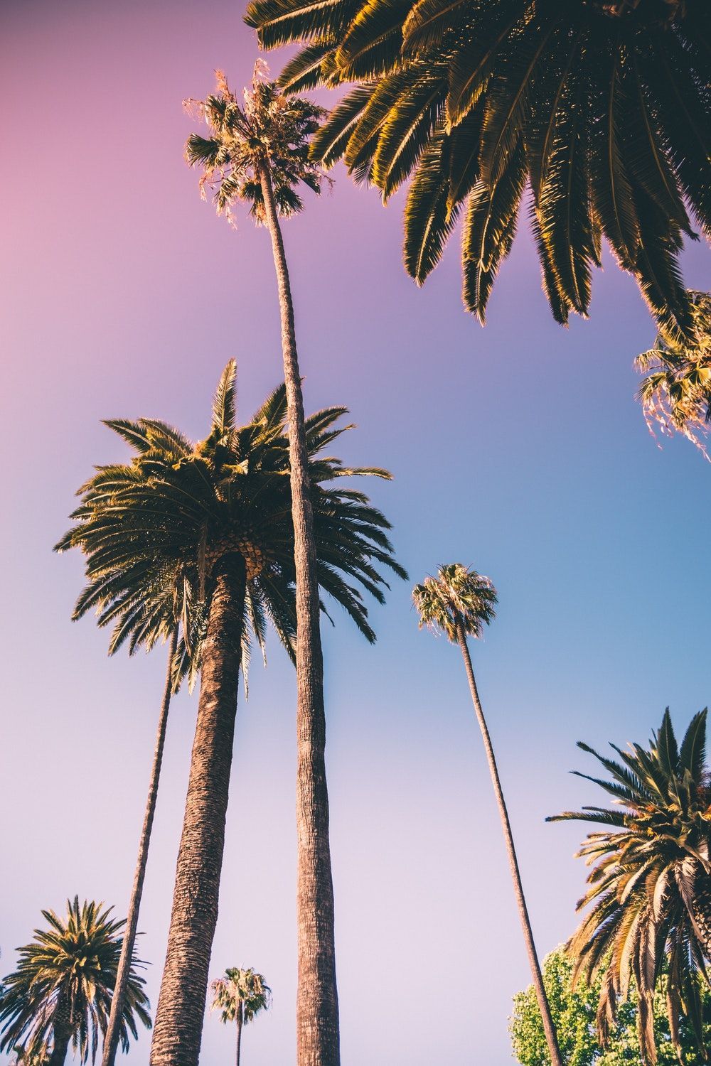 A group of palm trees in front of a blue sky - Palm tree